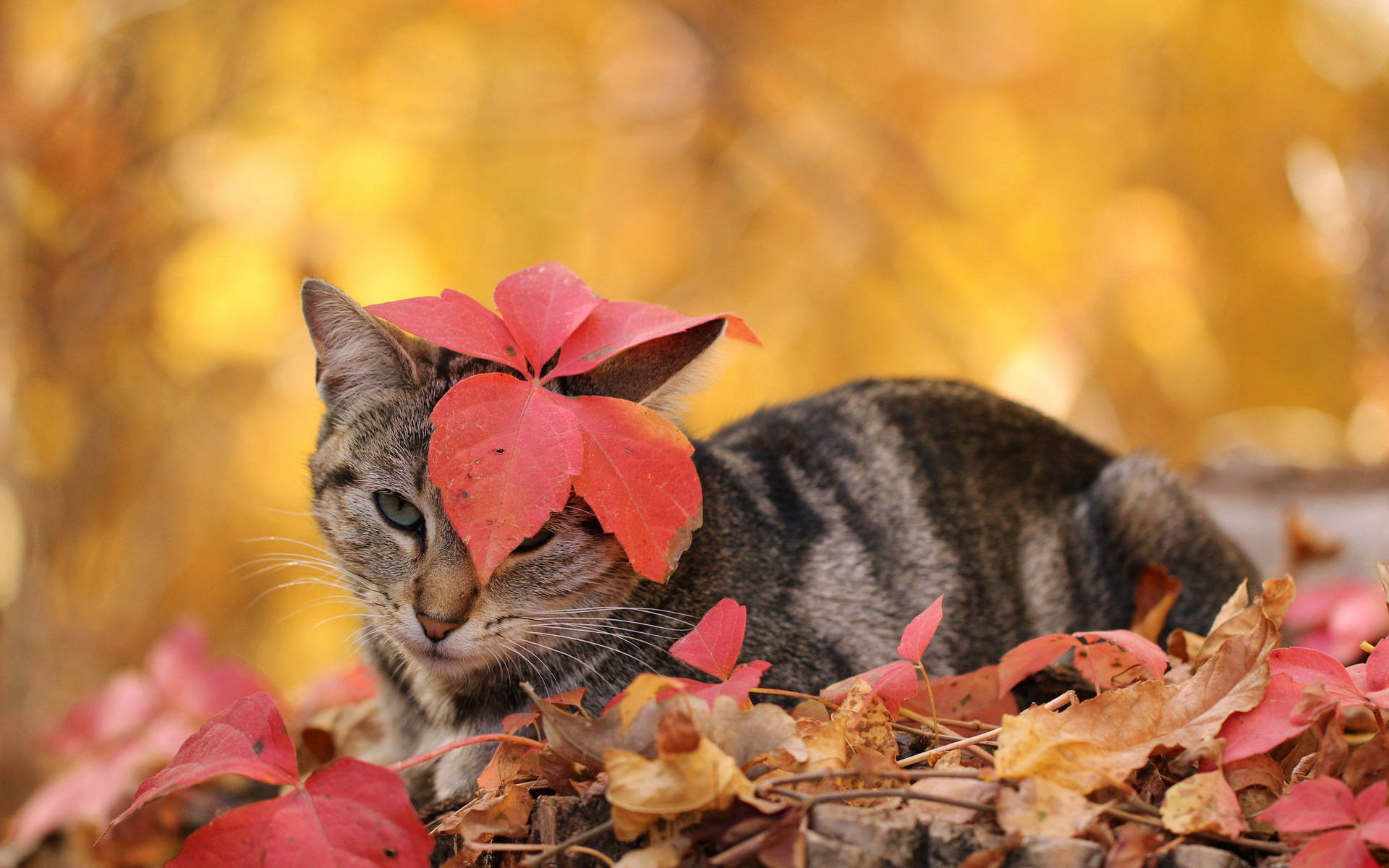 Cute Fall Cat Leaf Background