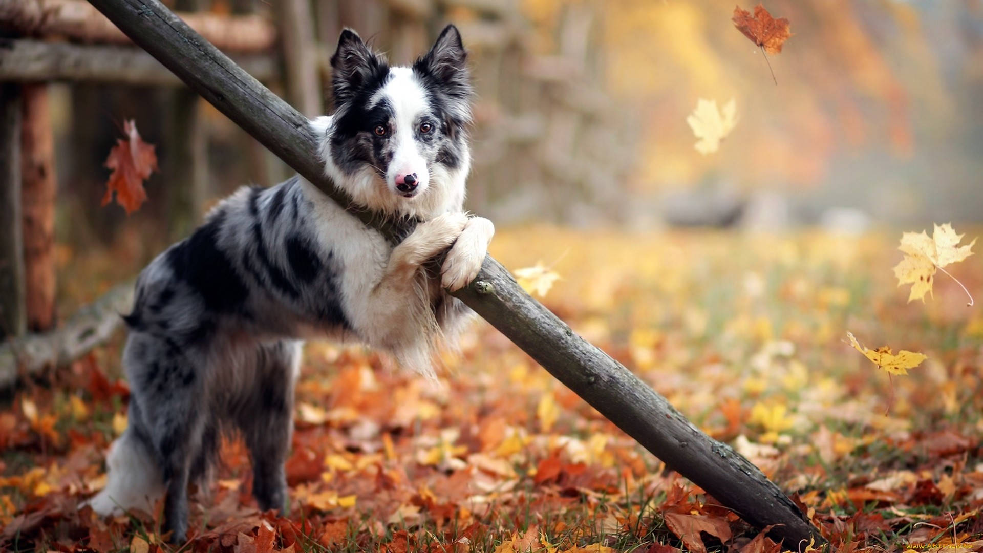 Cute Fall Dog