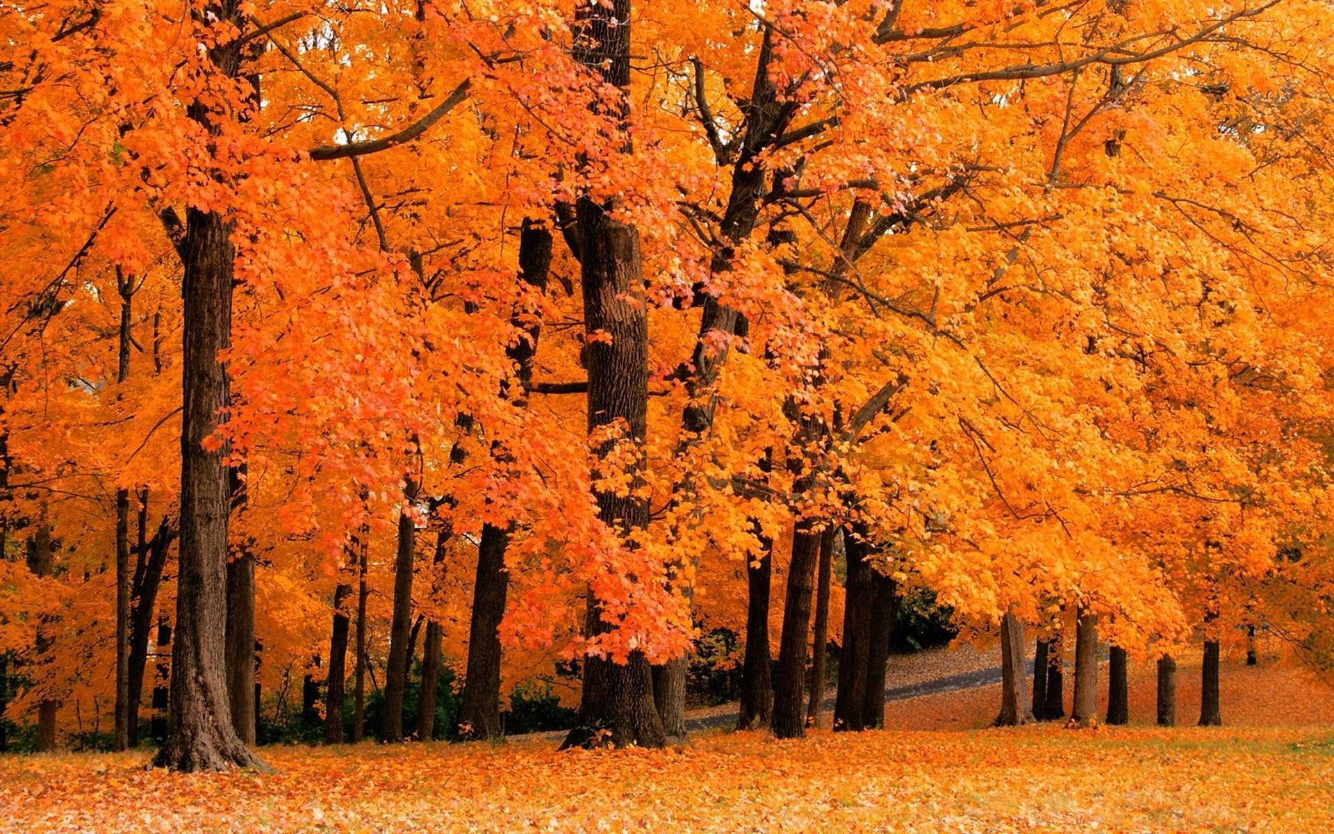 Cute Fall Forest Background