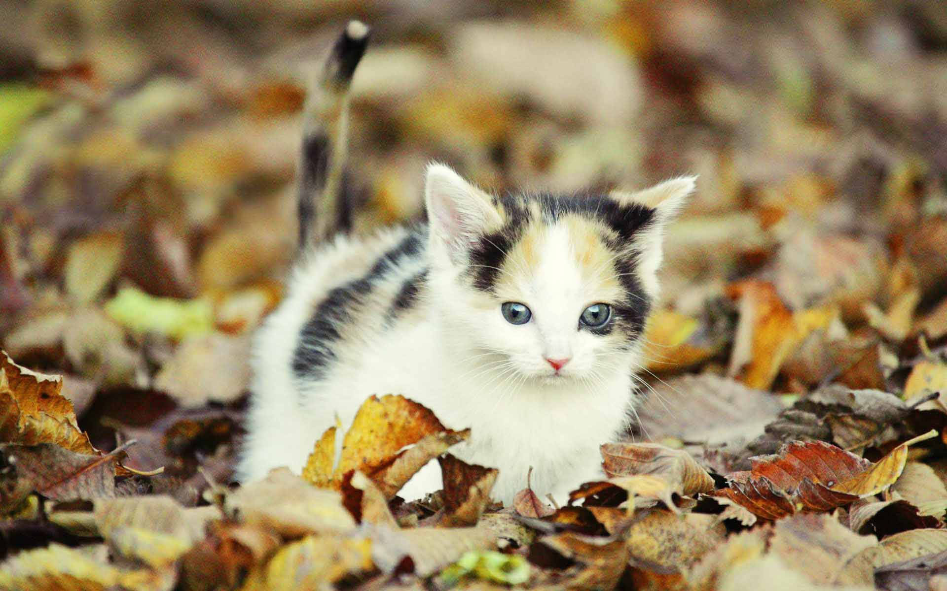 Cute Fall Kitten Background