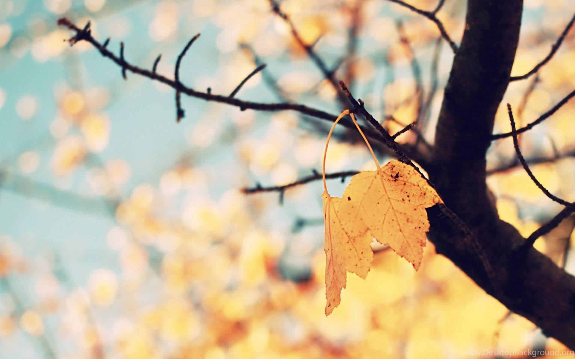 Cute Fall Leaves Background