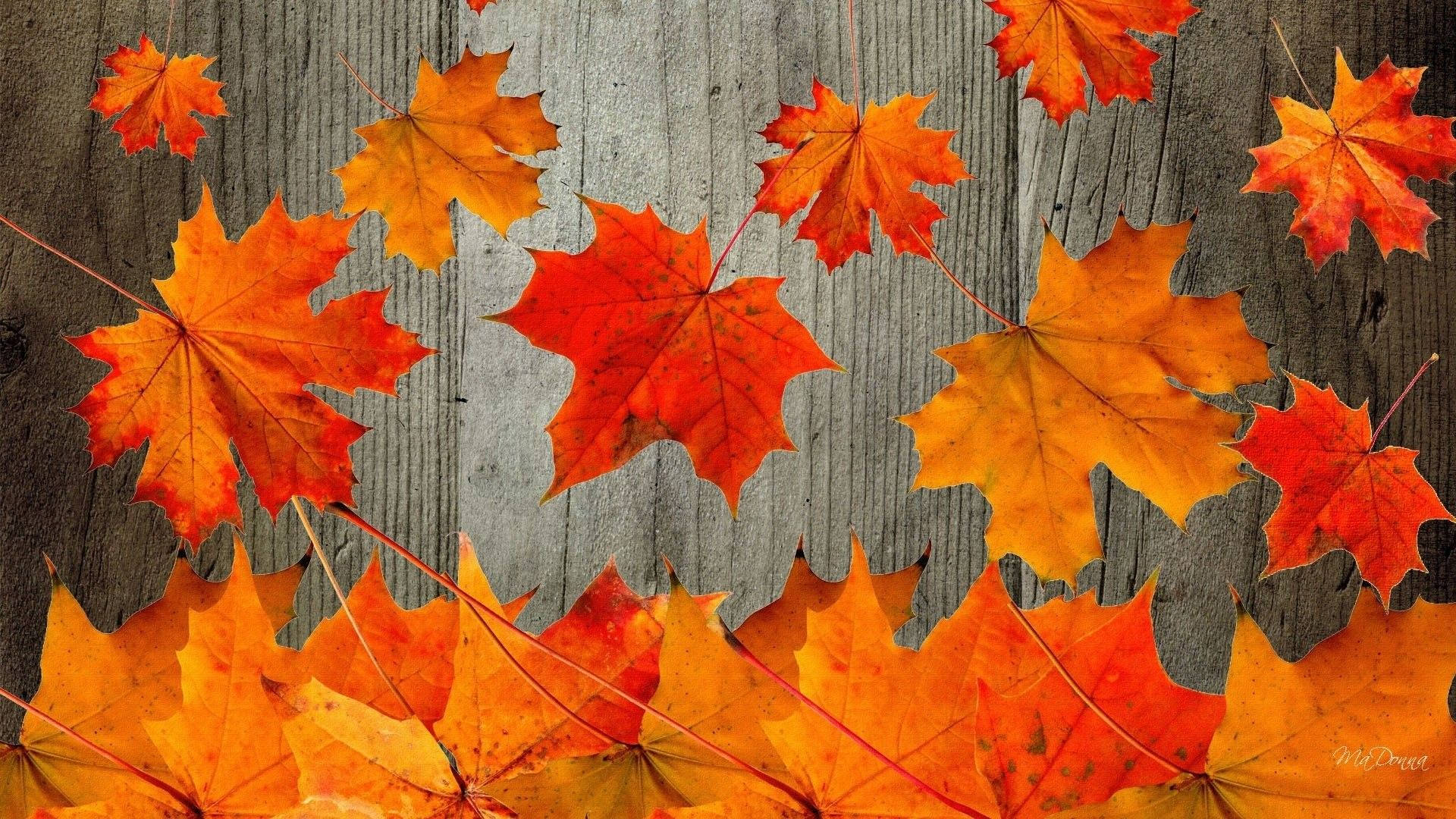 Cute Fall Maple Leaves Background