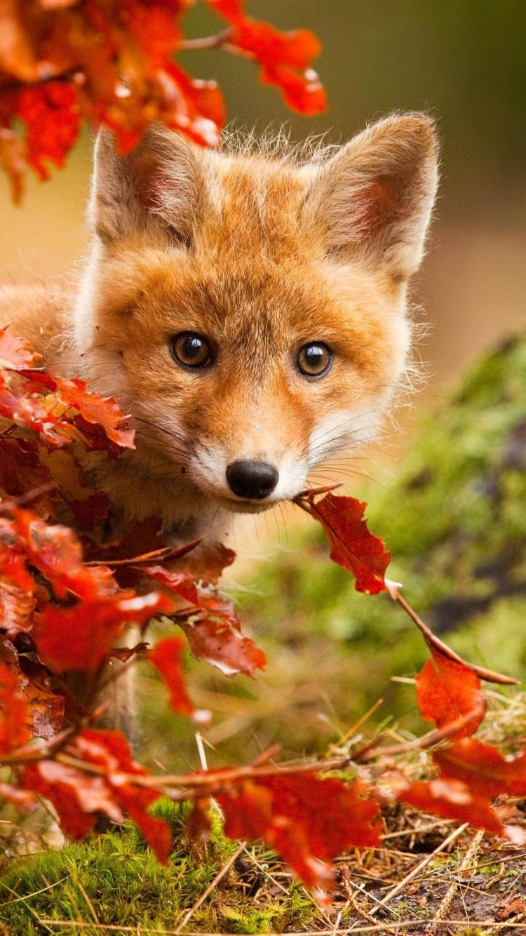 Cute Fall Phone Fox Hiding Background