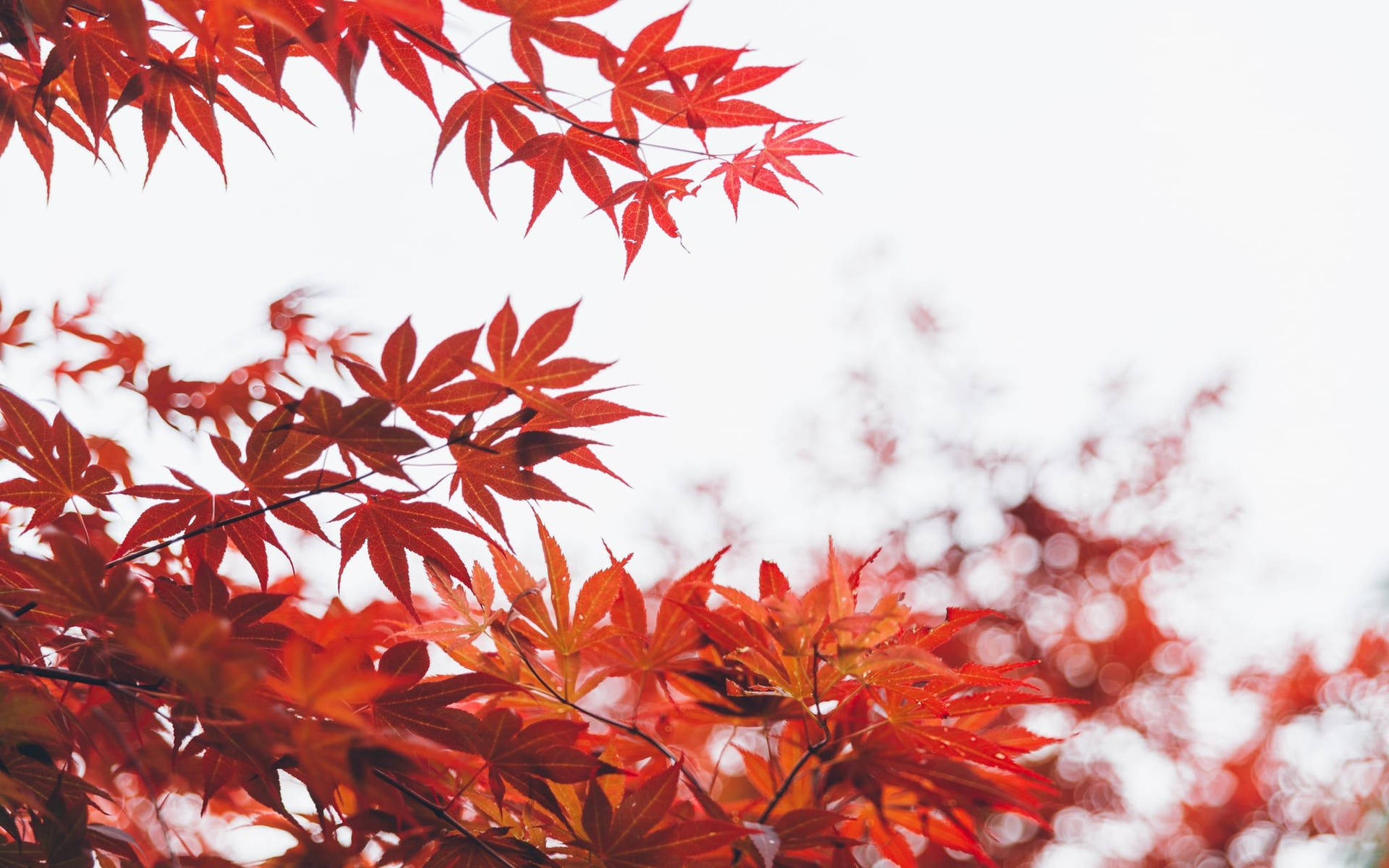Cute Fall Red Leaves Background