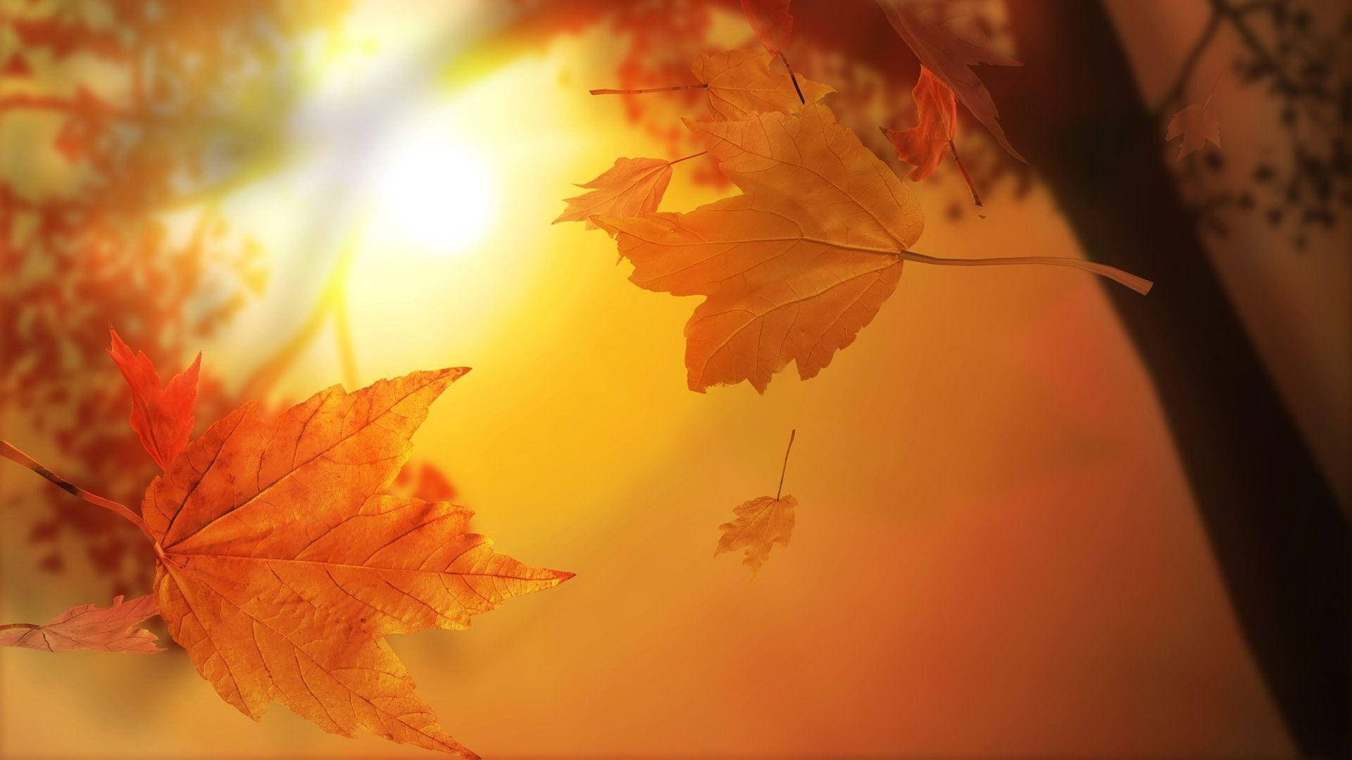 Cute Fall Sun Background