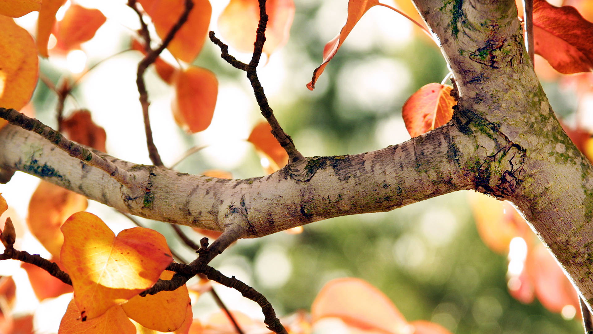Cute Fall Tree Branch Background