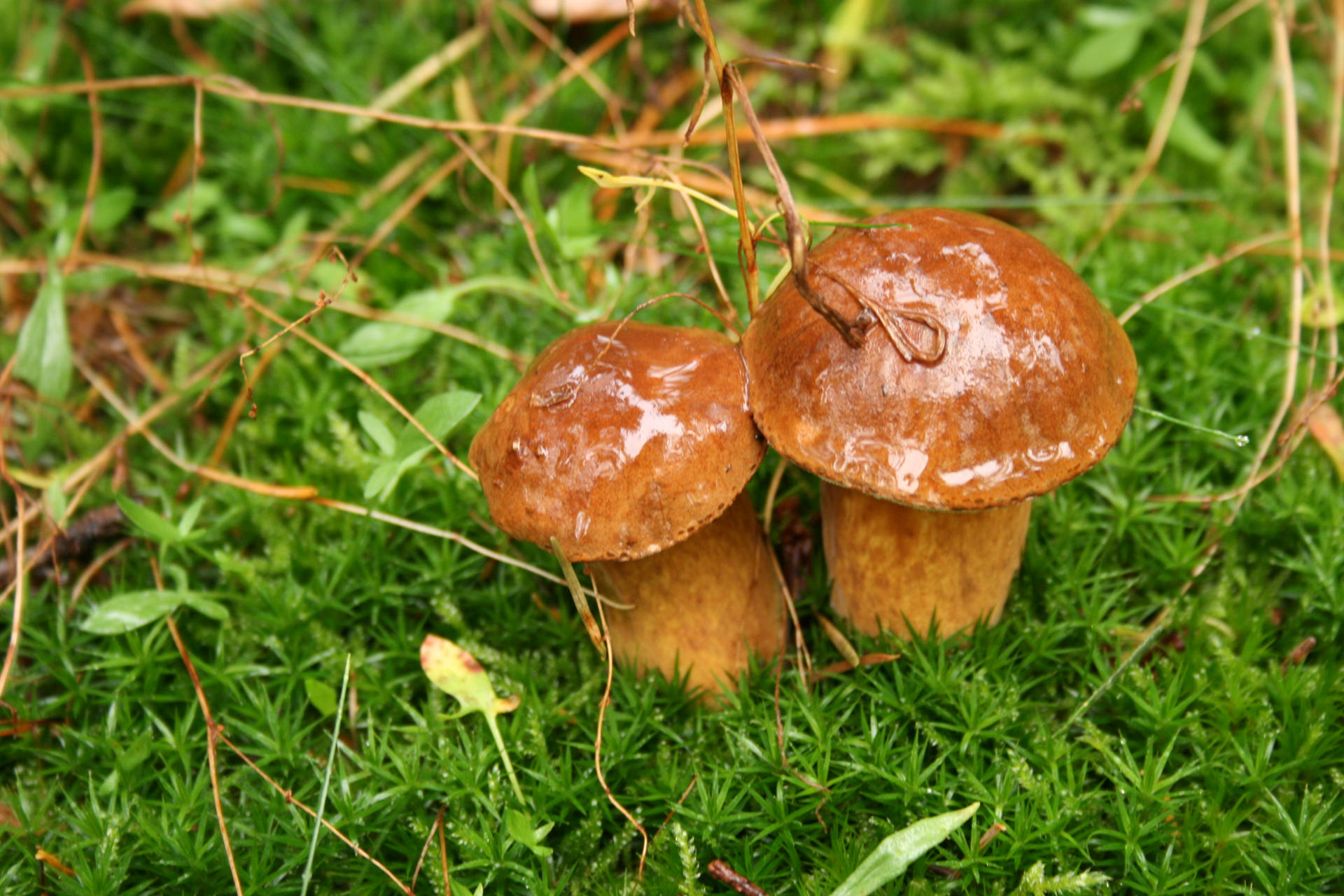 Cute Fat Mushrooms On Grass Background