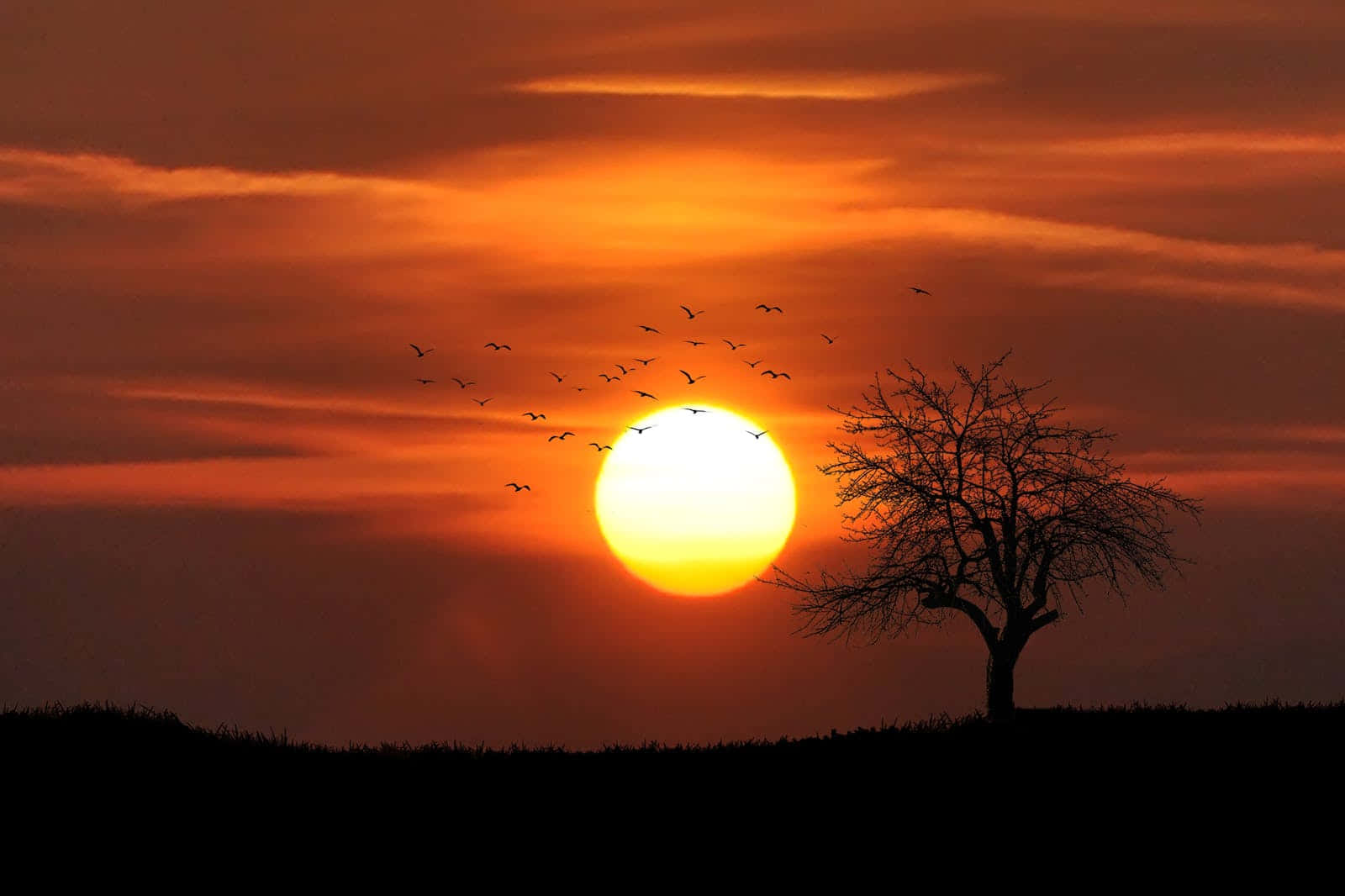 Cute Flock Of Birds And A Tree At Sunset Background