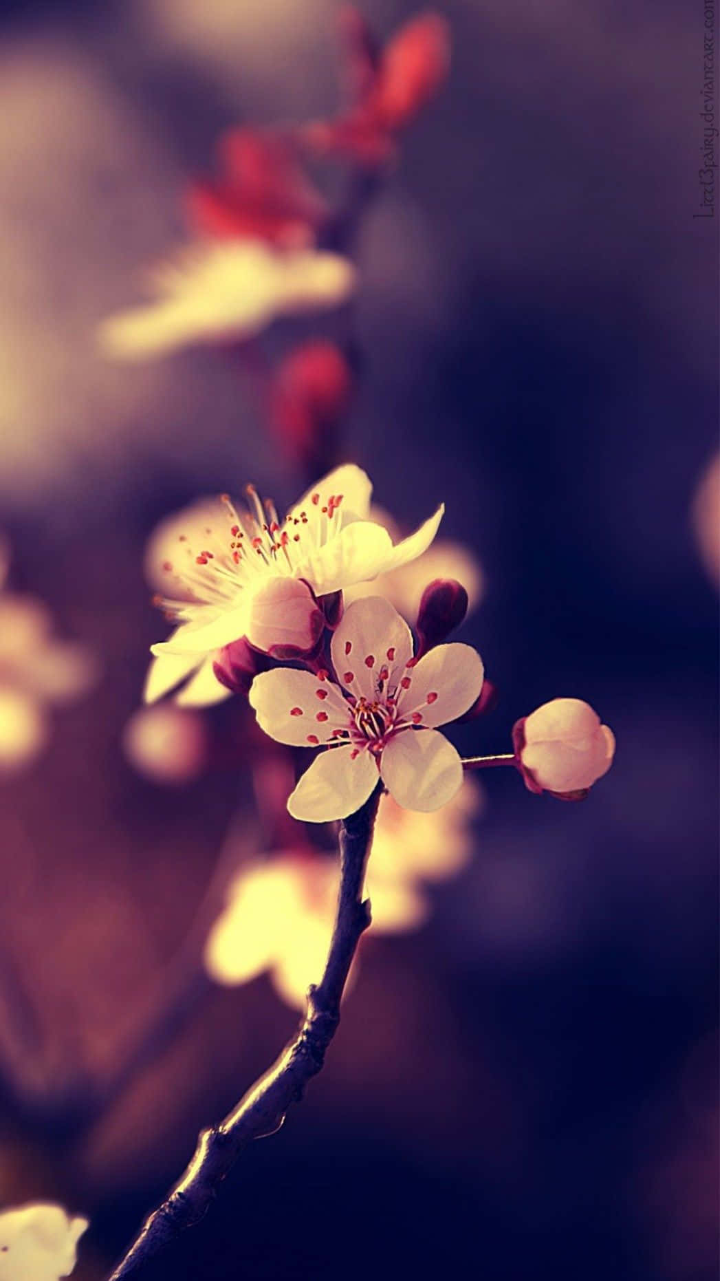 Cute Flower Photograph Background