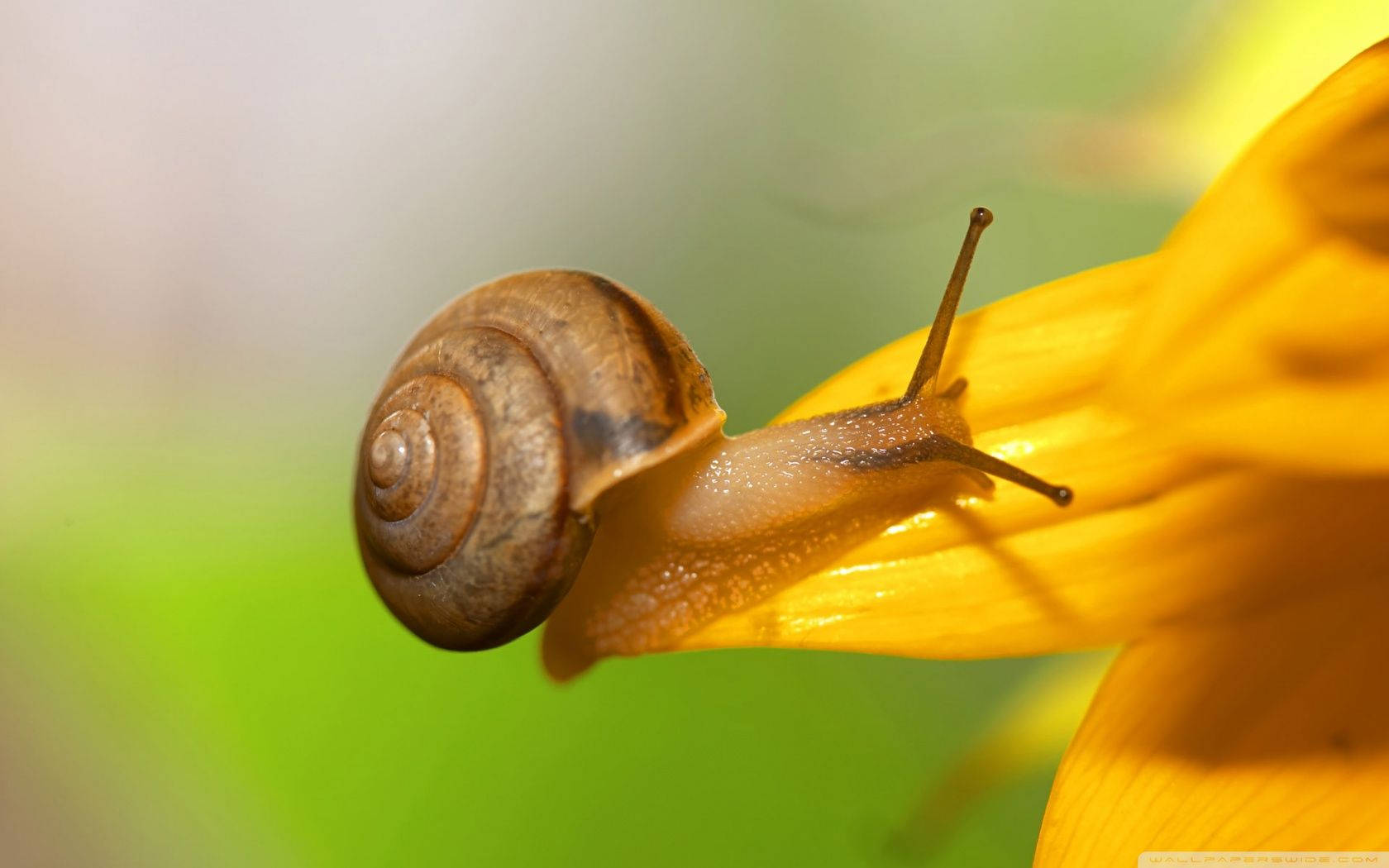 Cute Flower Snail Background