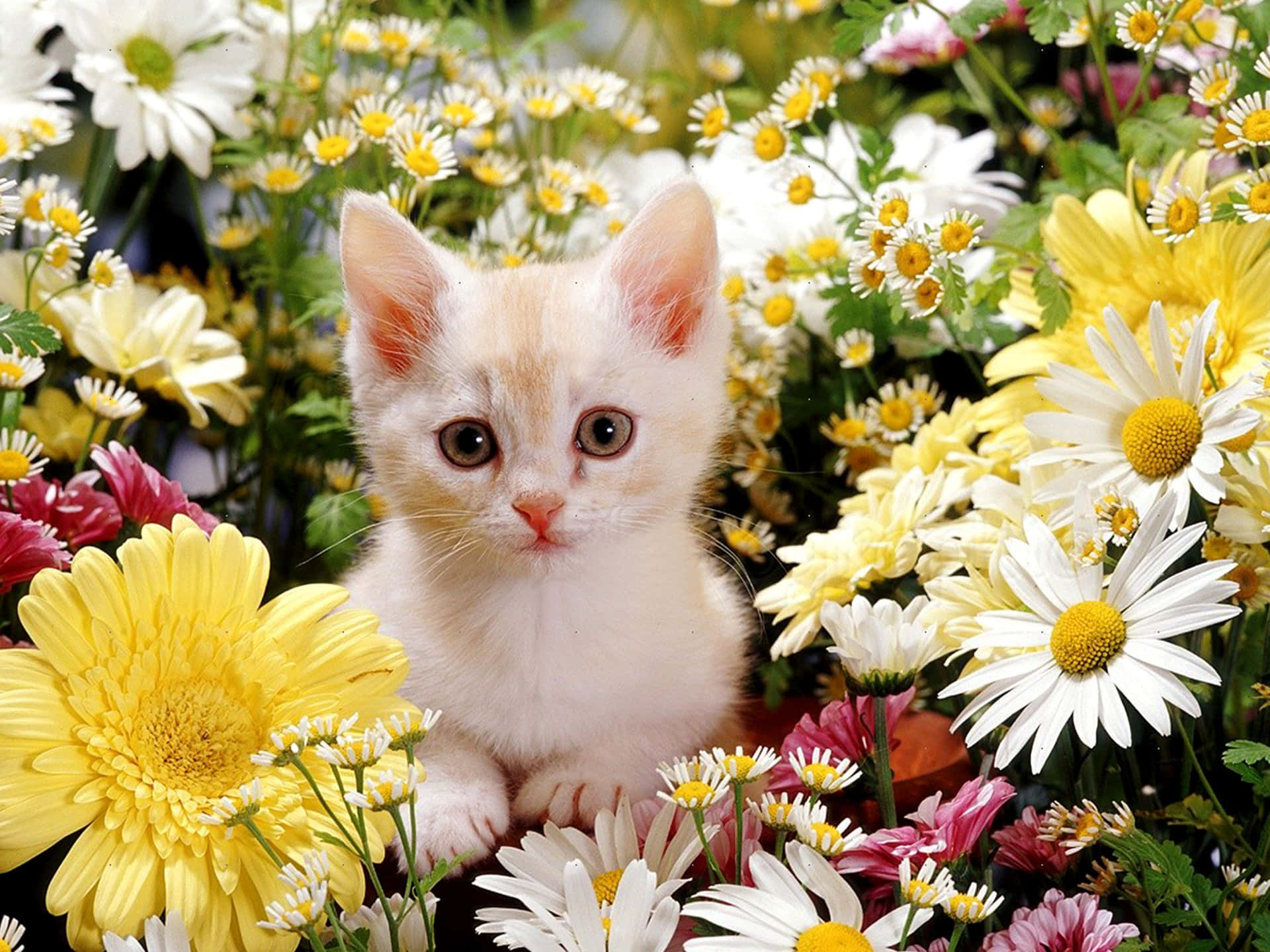 Cute Flower With Cat