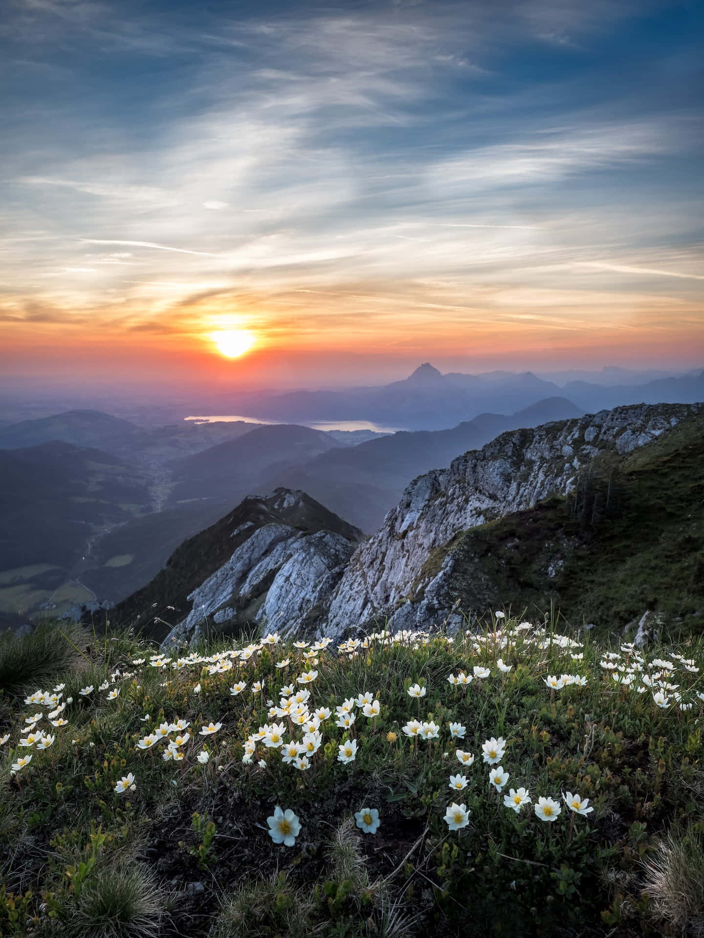Cute Flowers At Sunset On The Mountains Background