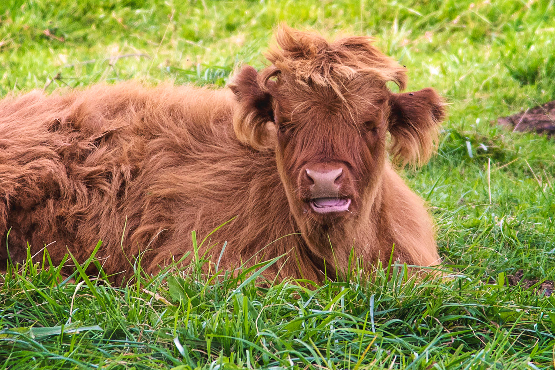 Cute Fluffy Cow Lying Down On Grass Background