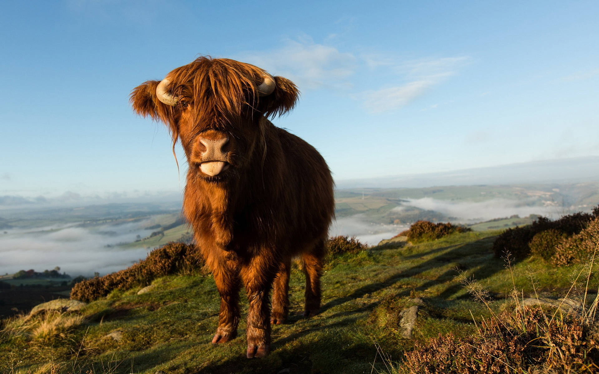 Cute Fluffy Cow On Grass Edge