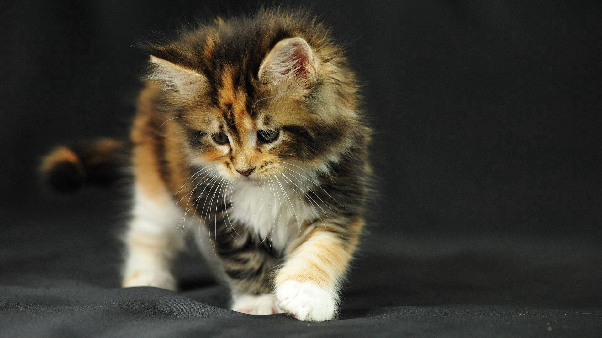 Cute Fluffy Kitten Snuggling With Its Toy Background