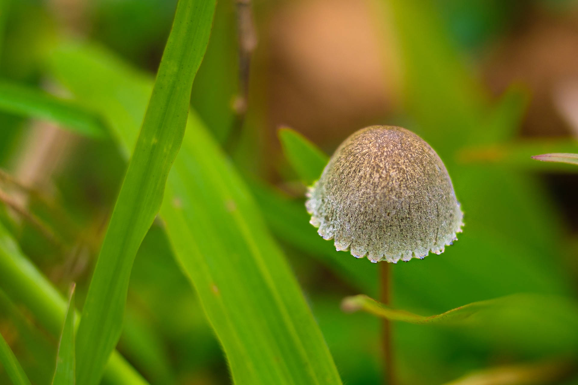 Cute Fluffy Mushroom Growing Near Leaves Background