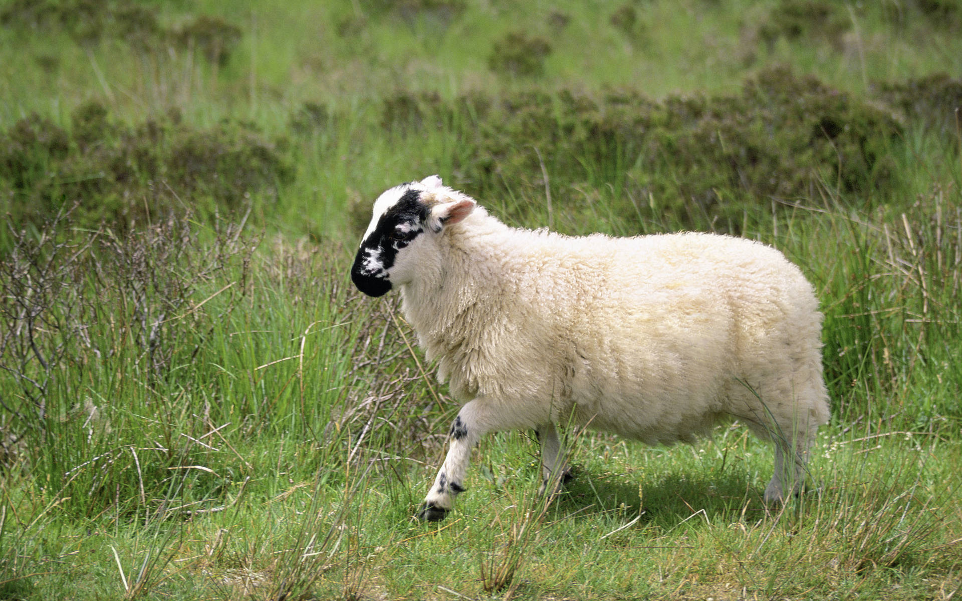 Cute Fluffy Sheep On Grass Background