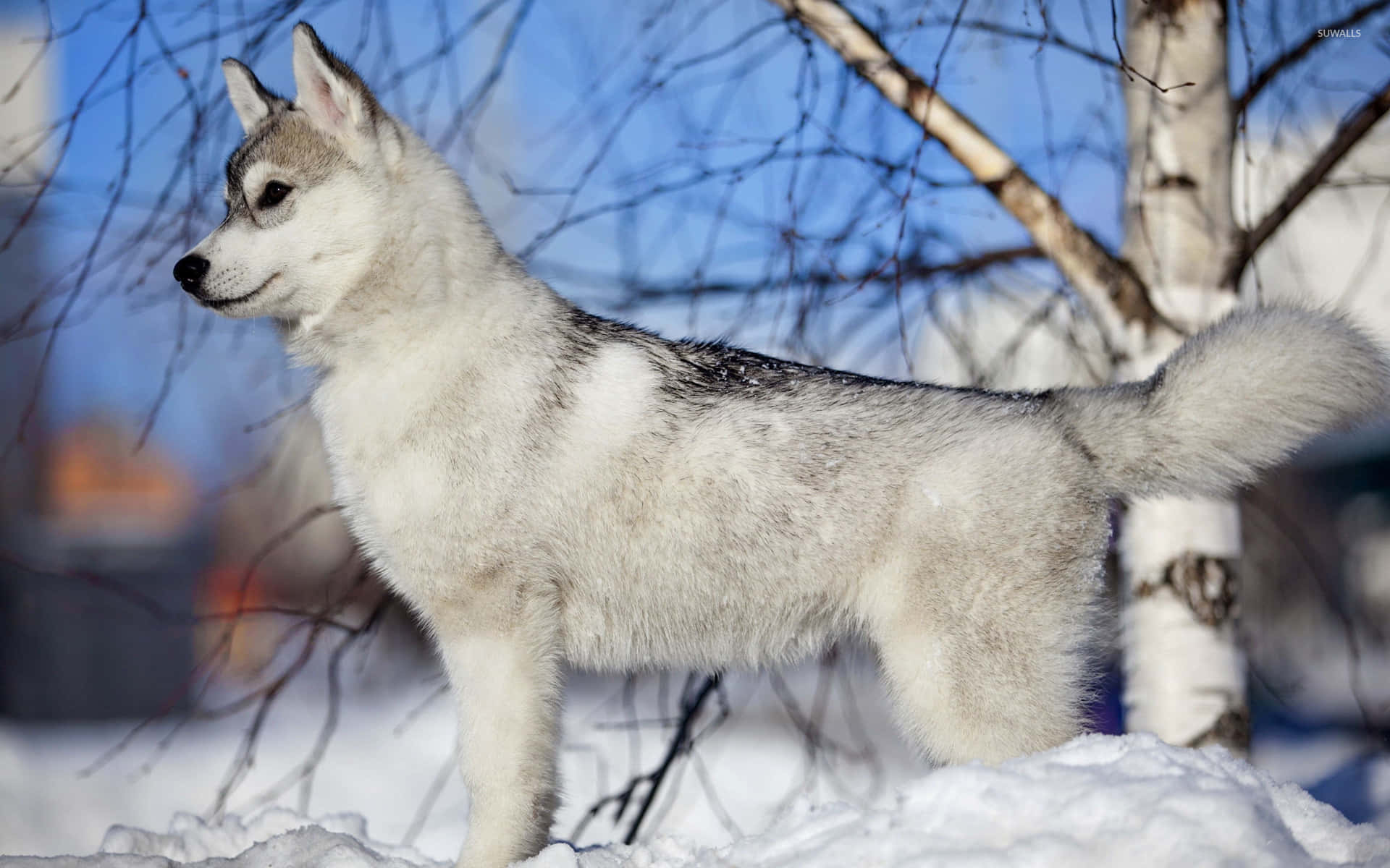 Cute Fluffy Siberian Husky Puppy