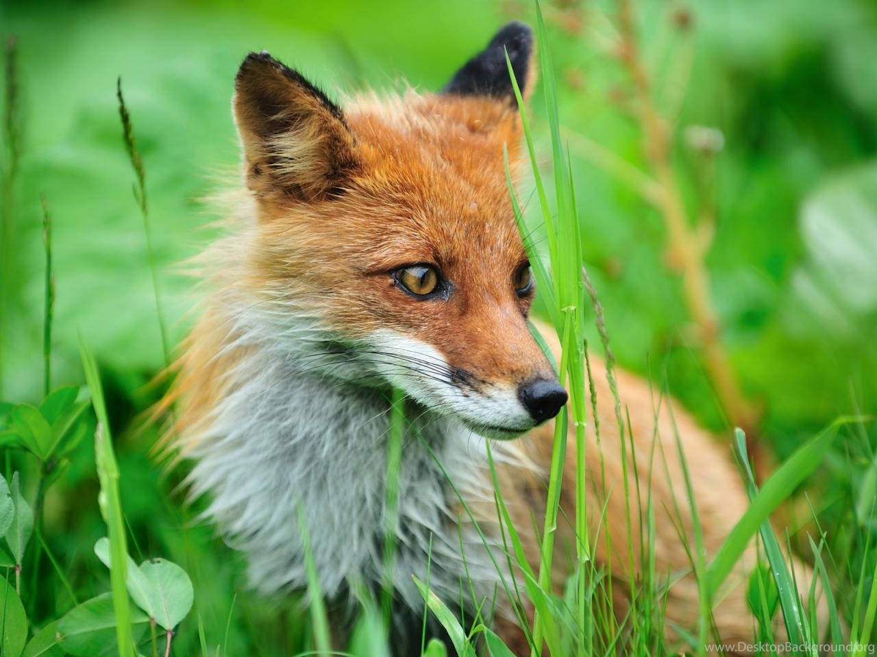 Cute Fox Close-up Background