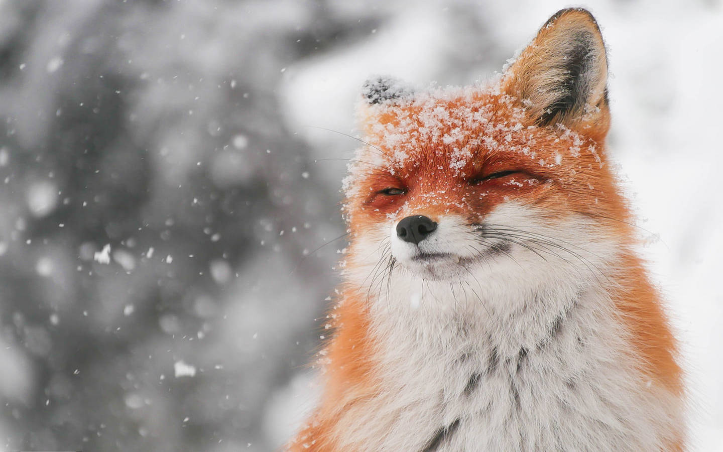 Cute Fox Closing Its Eyes Background