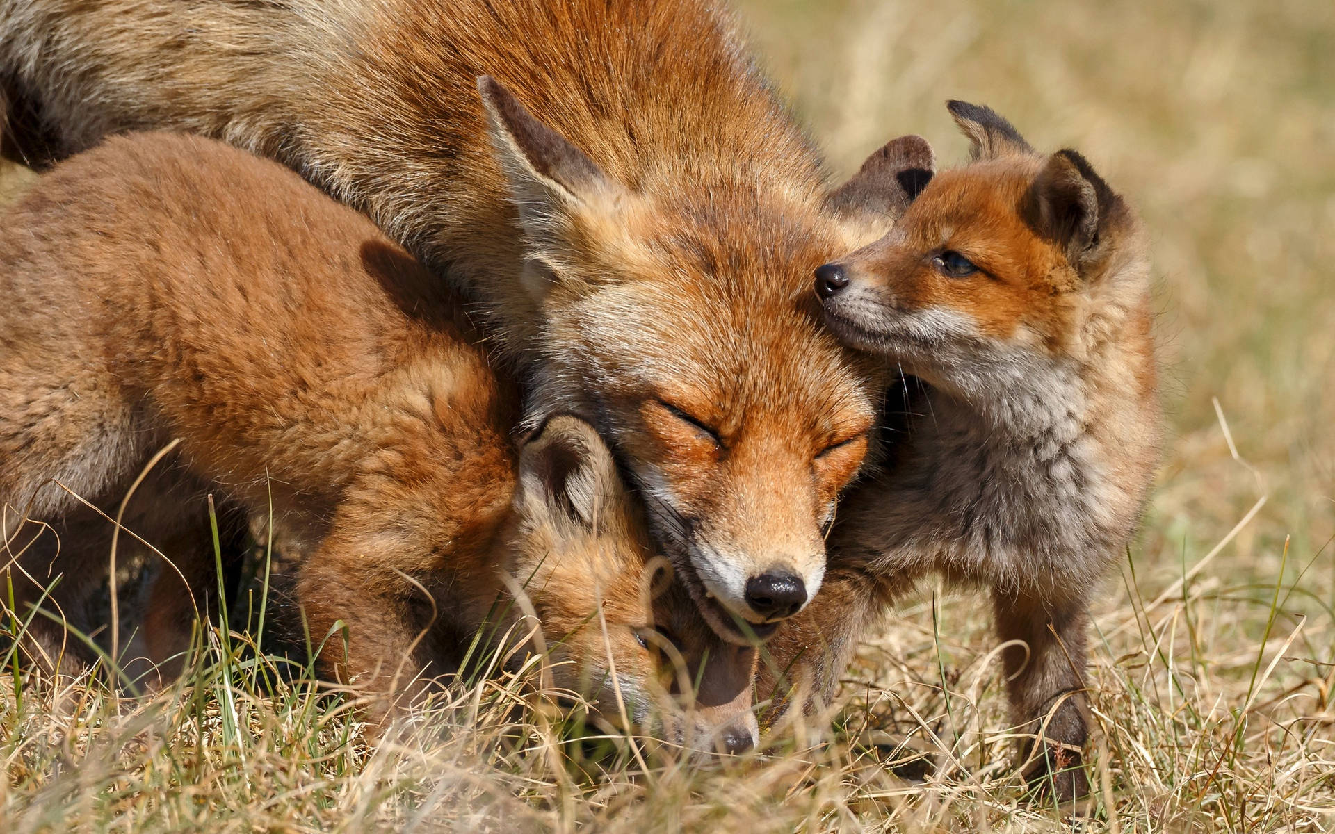 Cute Fox Family Background