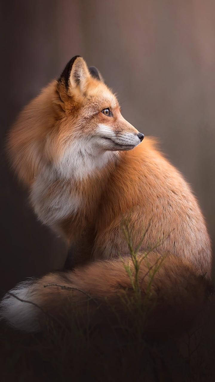 Cute Fox Hd Background