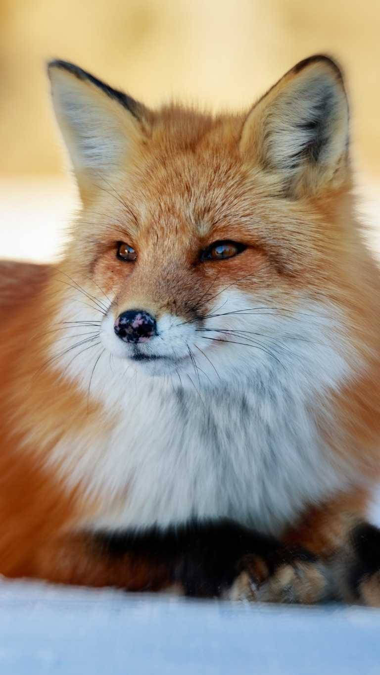 Cute Fox Image For Mobile