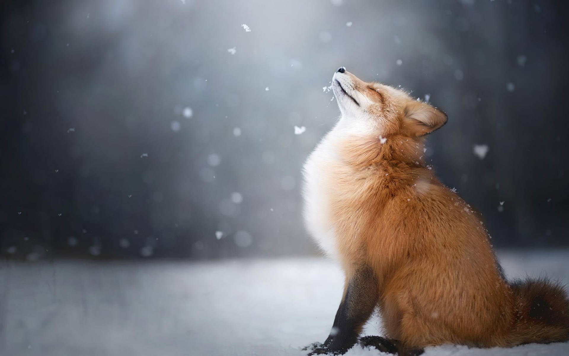 Cute Fox In Snow Hd Landscape Desktop Background