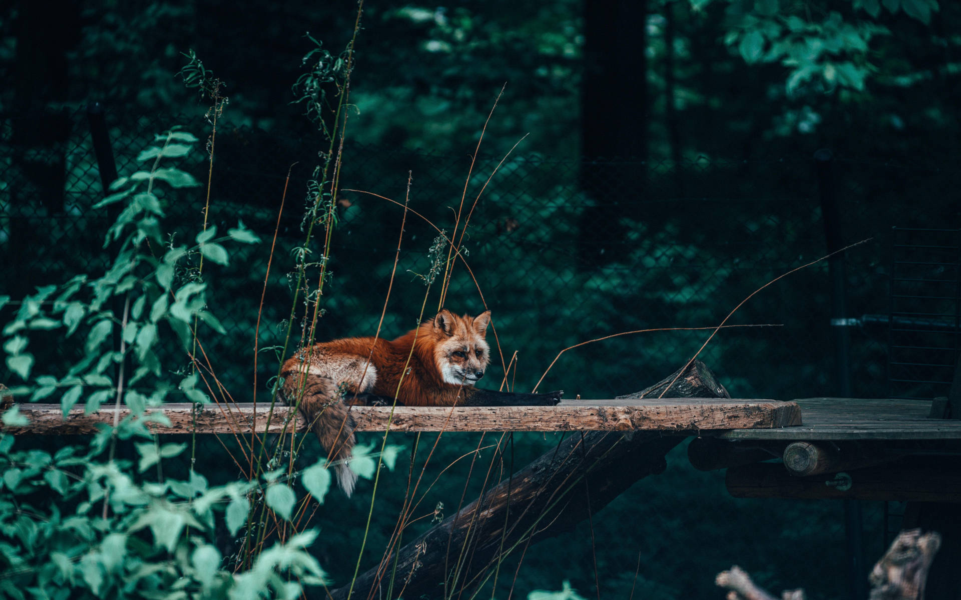 Cute Fox In The Forest Background