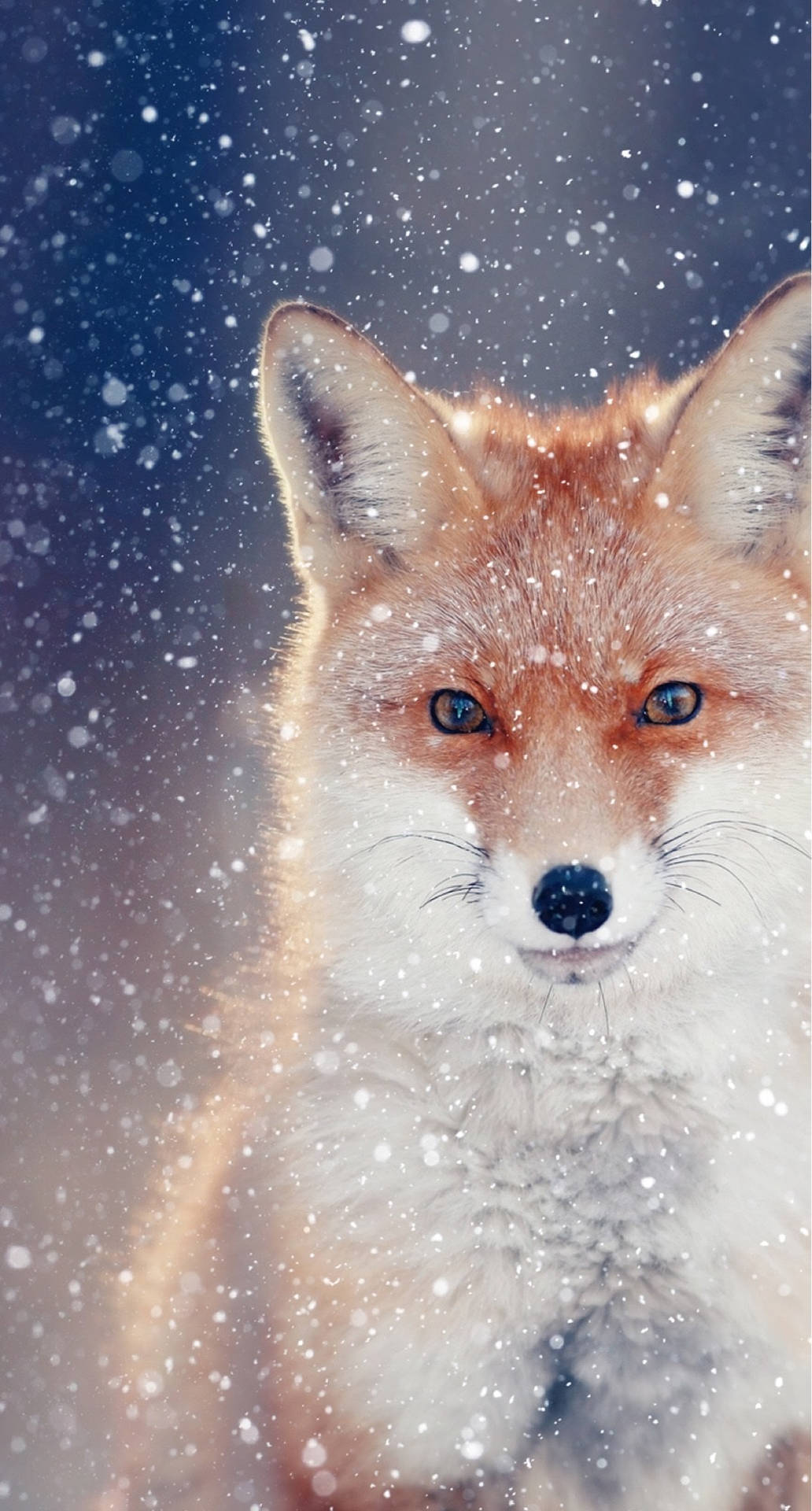 Cute Fox In Winter Background