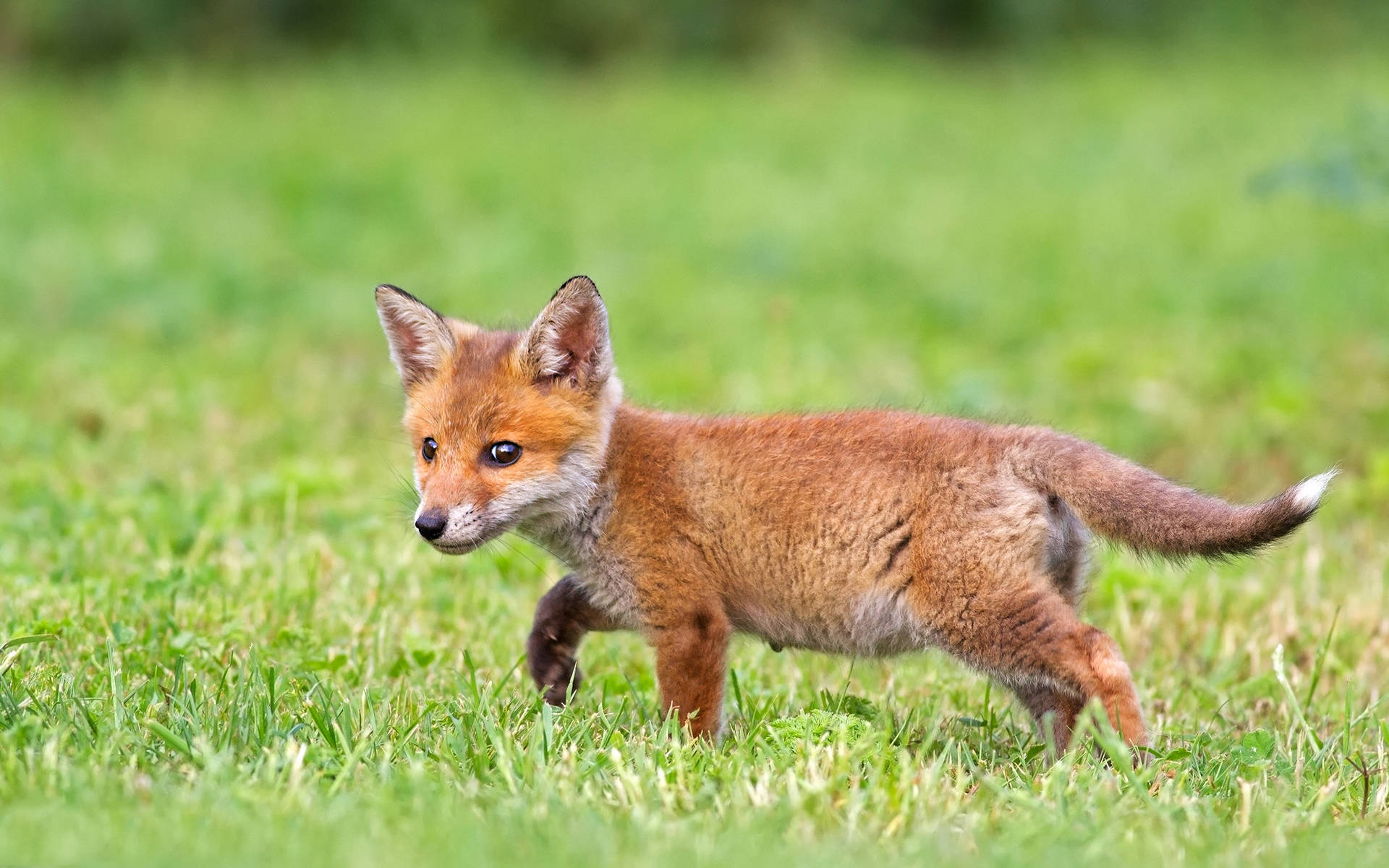 Cute Fox On The Grass Background