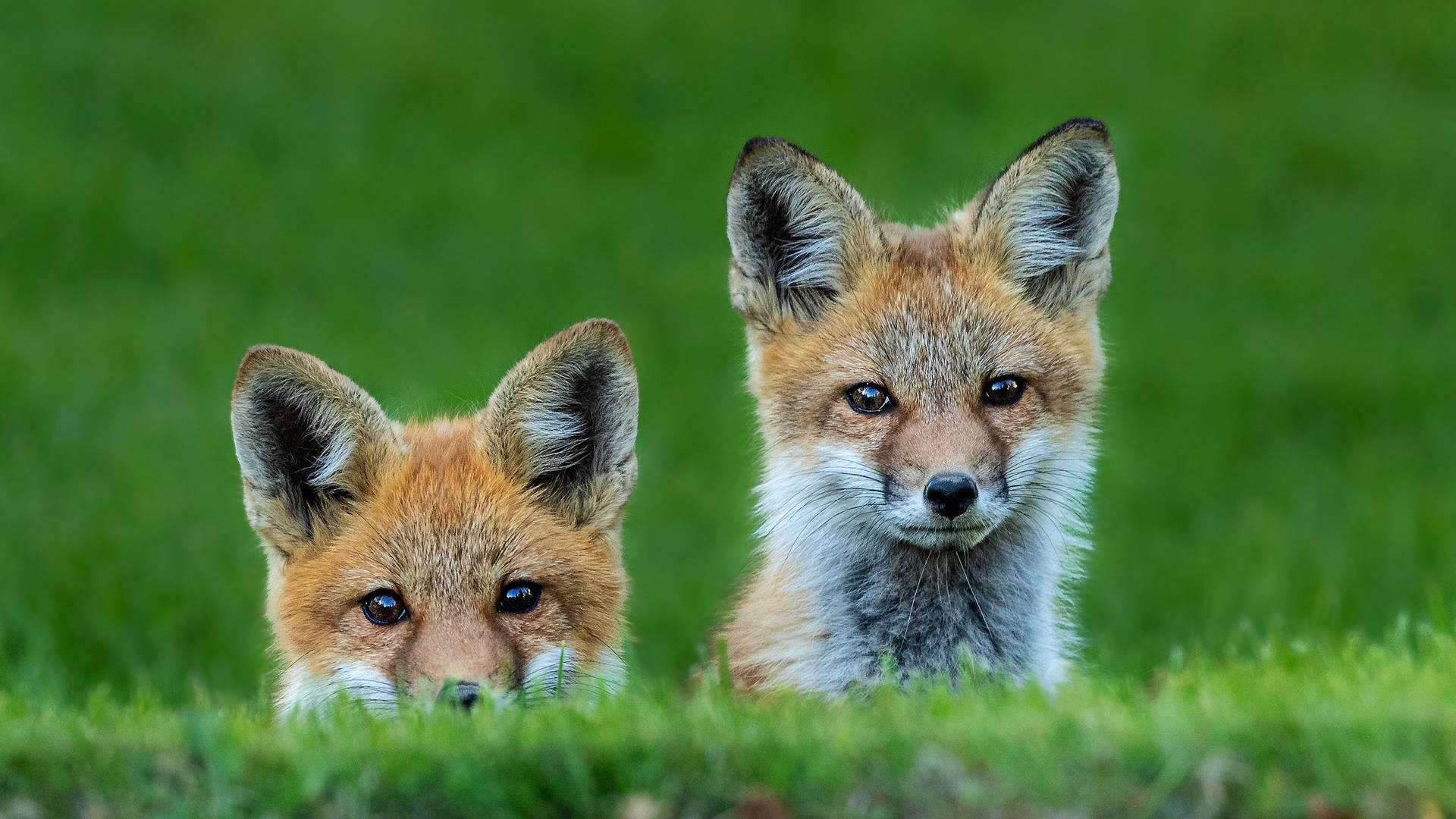 Cute Fox Siblings Background