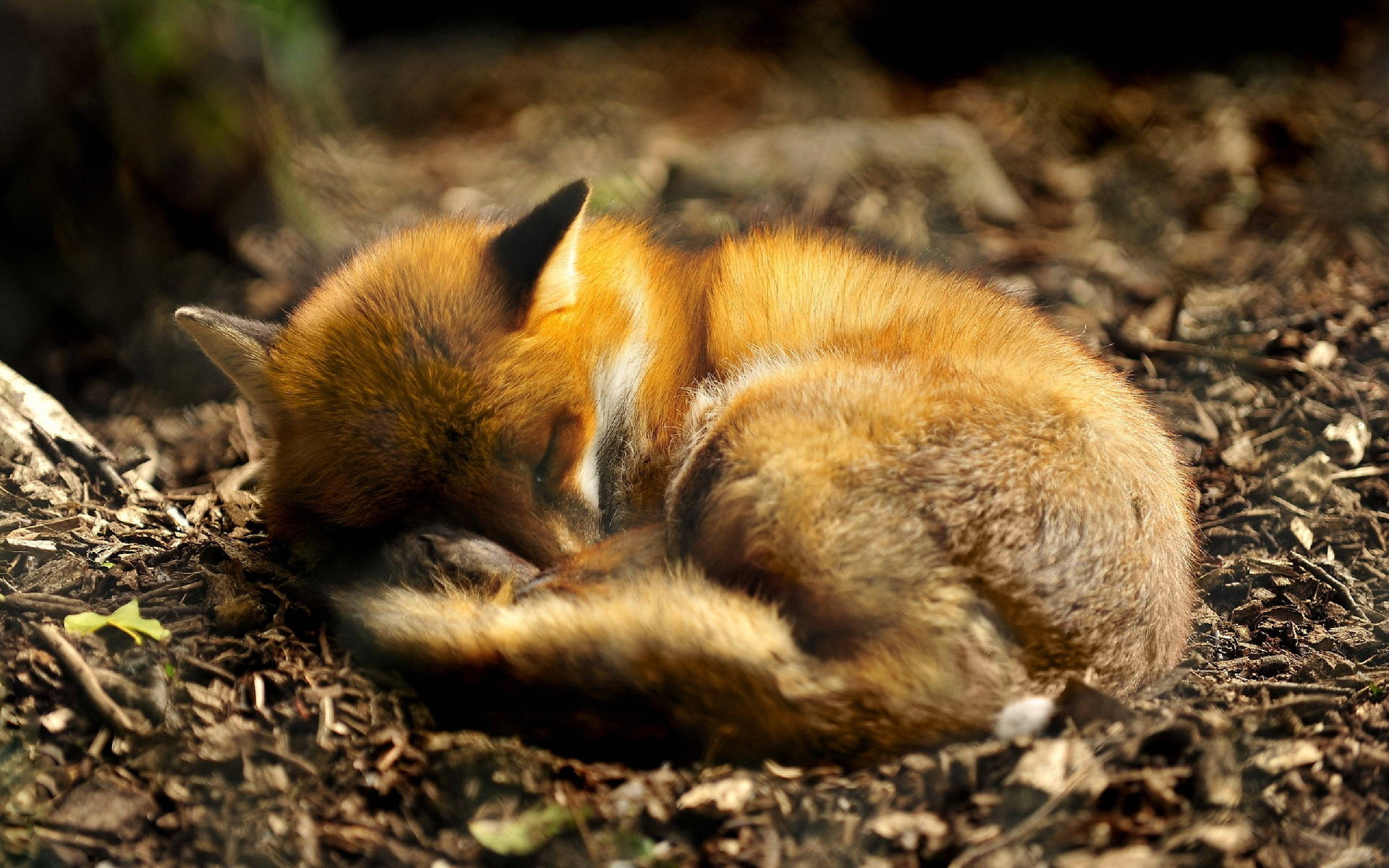 Cute Fox Sleeping Background