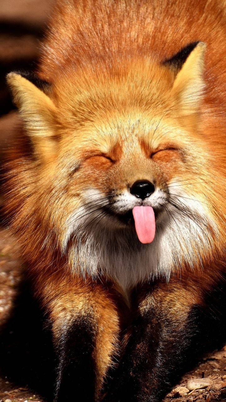 Cute Fox Sticking Its Tongue Out