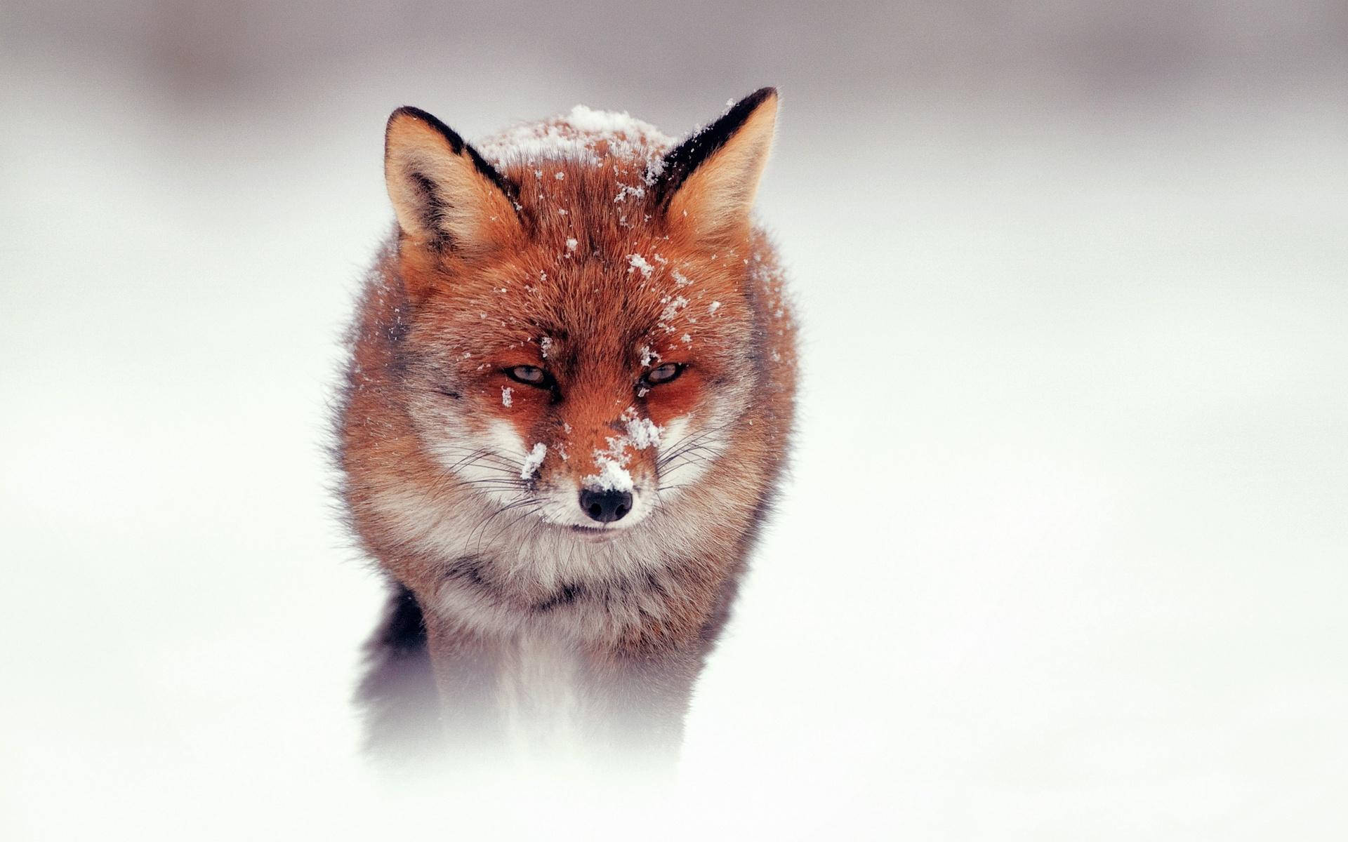 Cute Fox Walking In The Snow Background