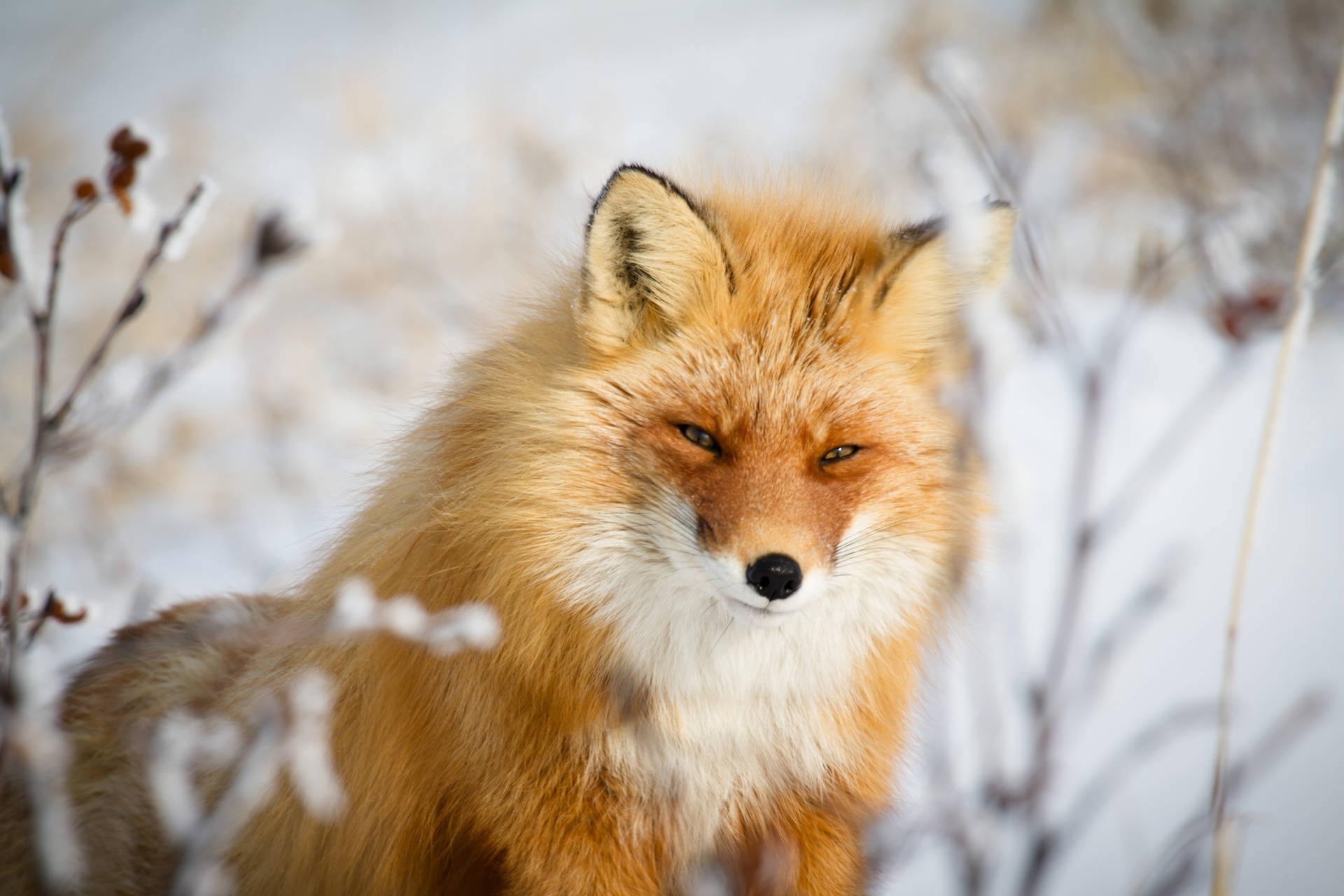 Cute Fox With Thick Fur Background