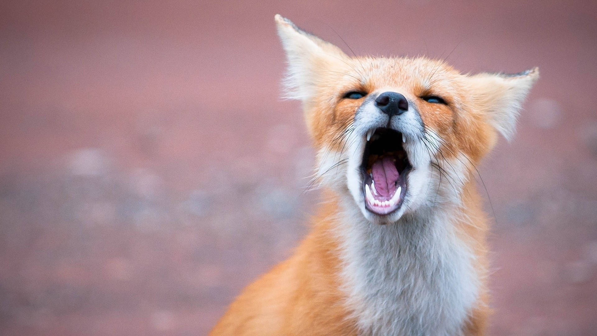 Cute Fox Yawning Background