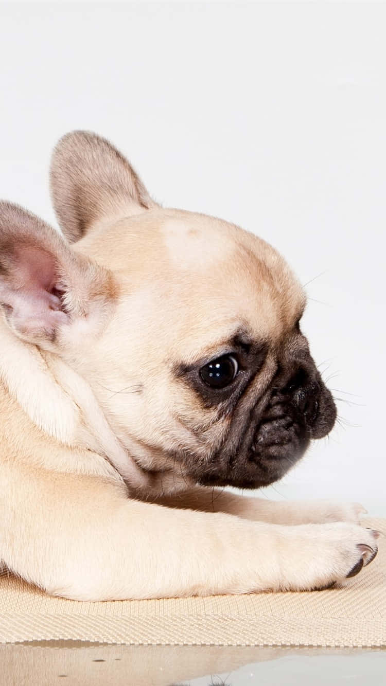 Cute French Bulldog Relaxing Background