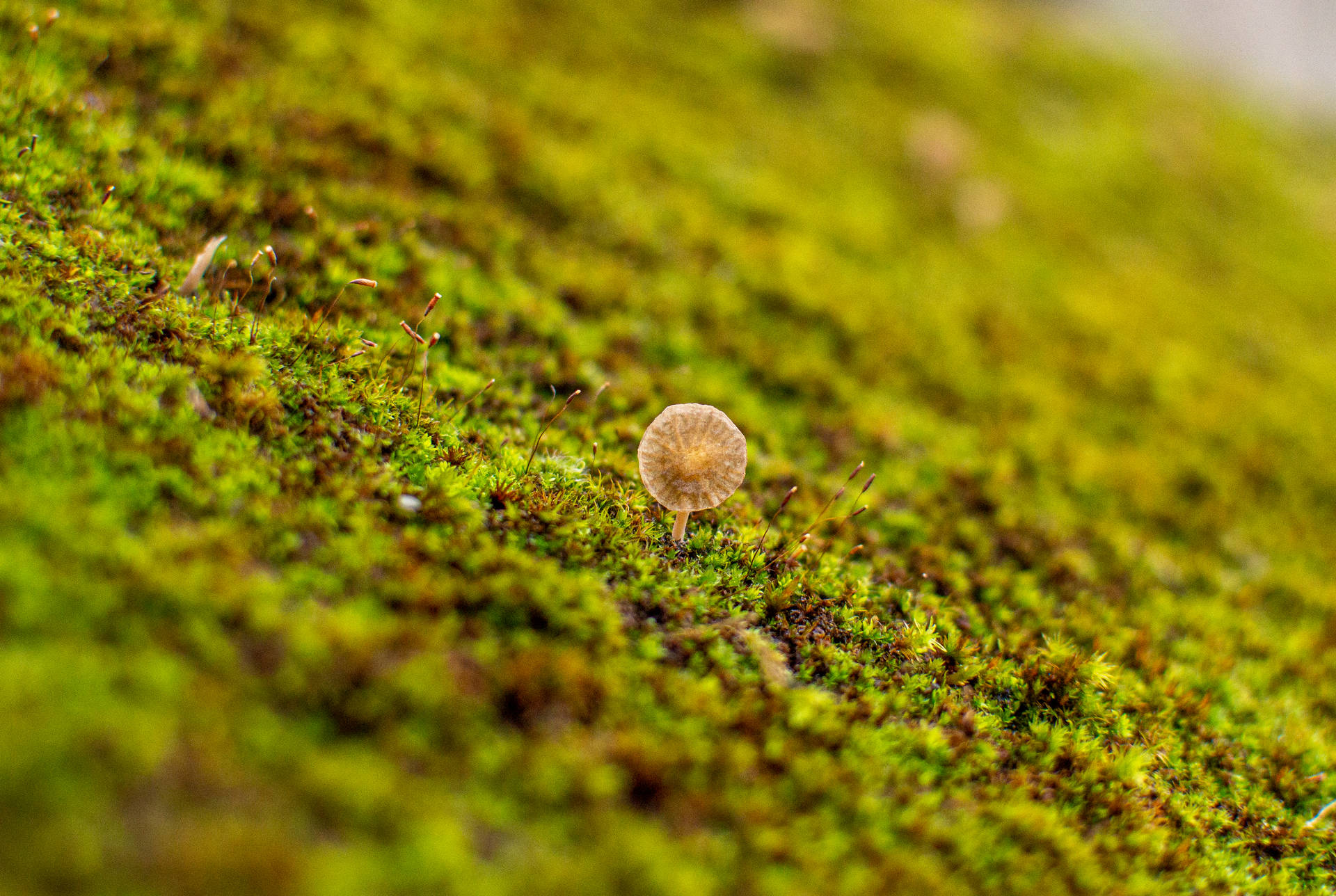 Cute French Mushroom On Moss Background