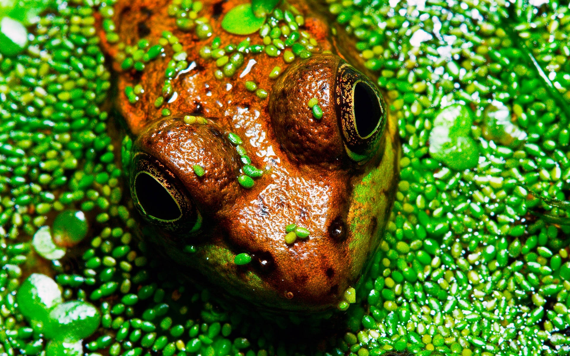 Cute Frog And Duckweed Plants Background