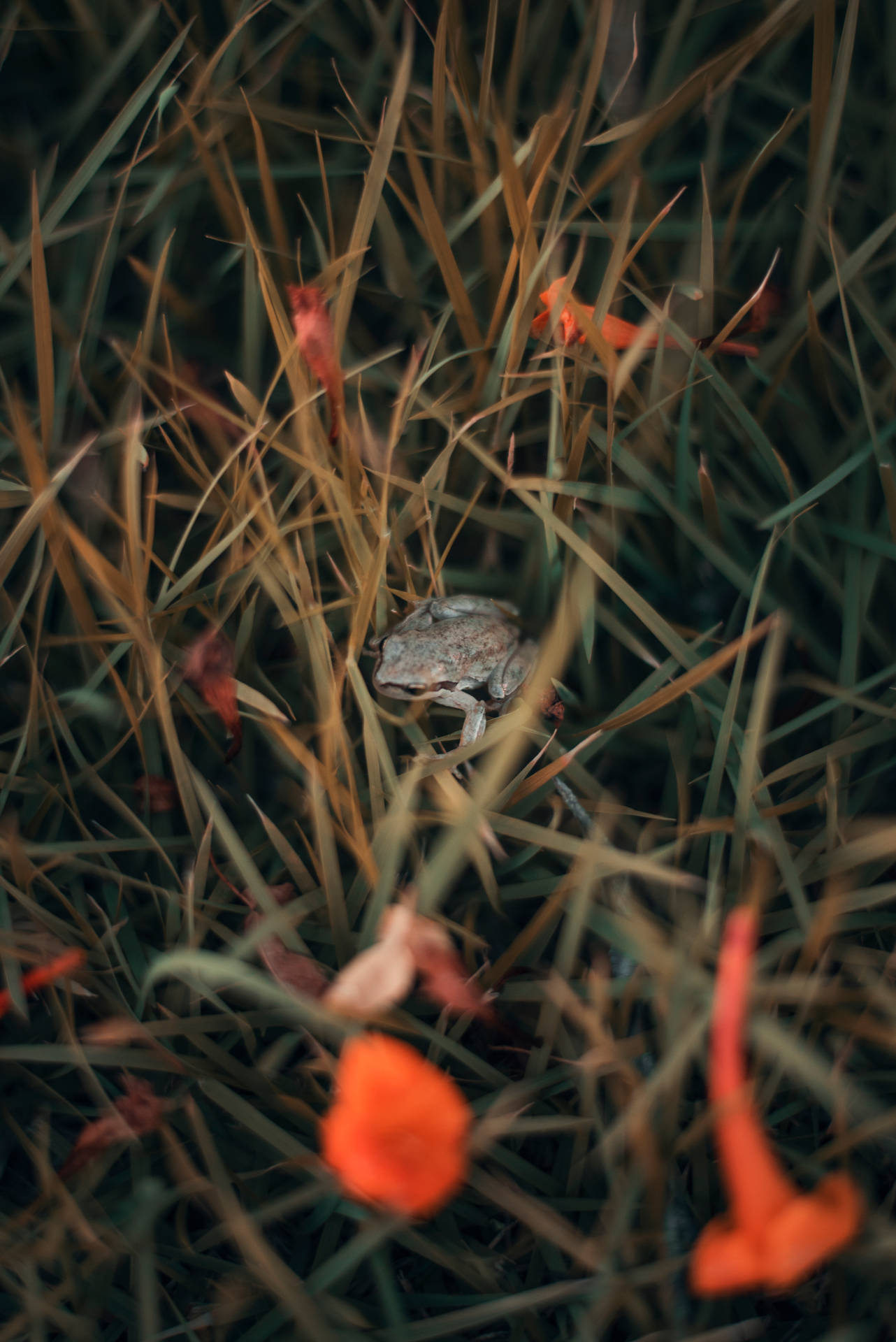 Cute Frog And Tall Grass Background