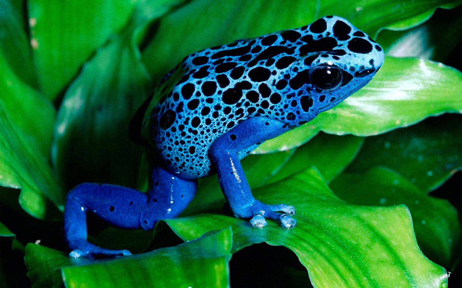 Cute Frog Blue And Black Spots Background