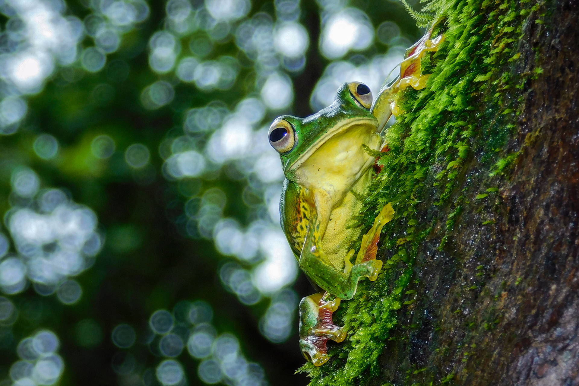 Cute Frog Climbing A Tree Background