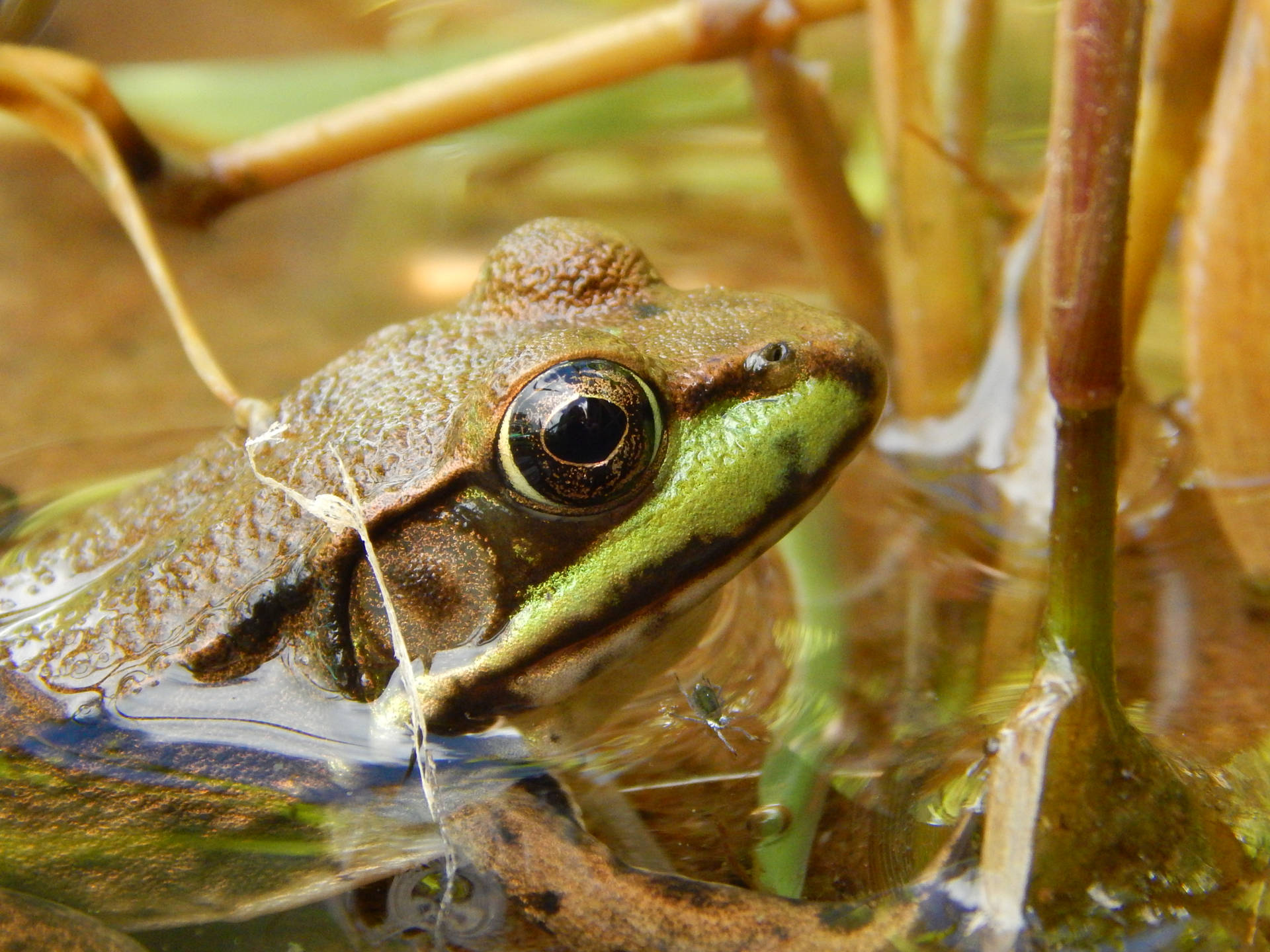 Cute Frog Emerging From Water Background