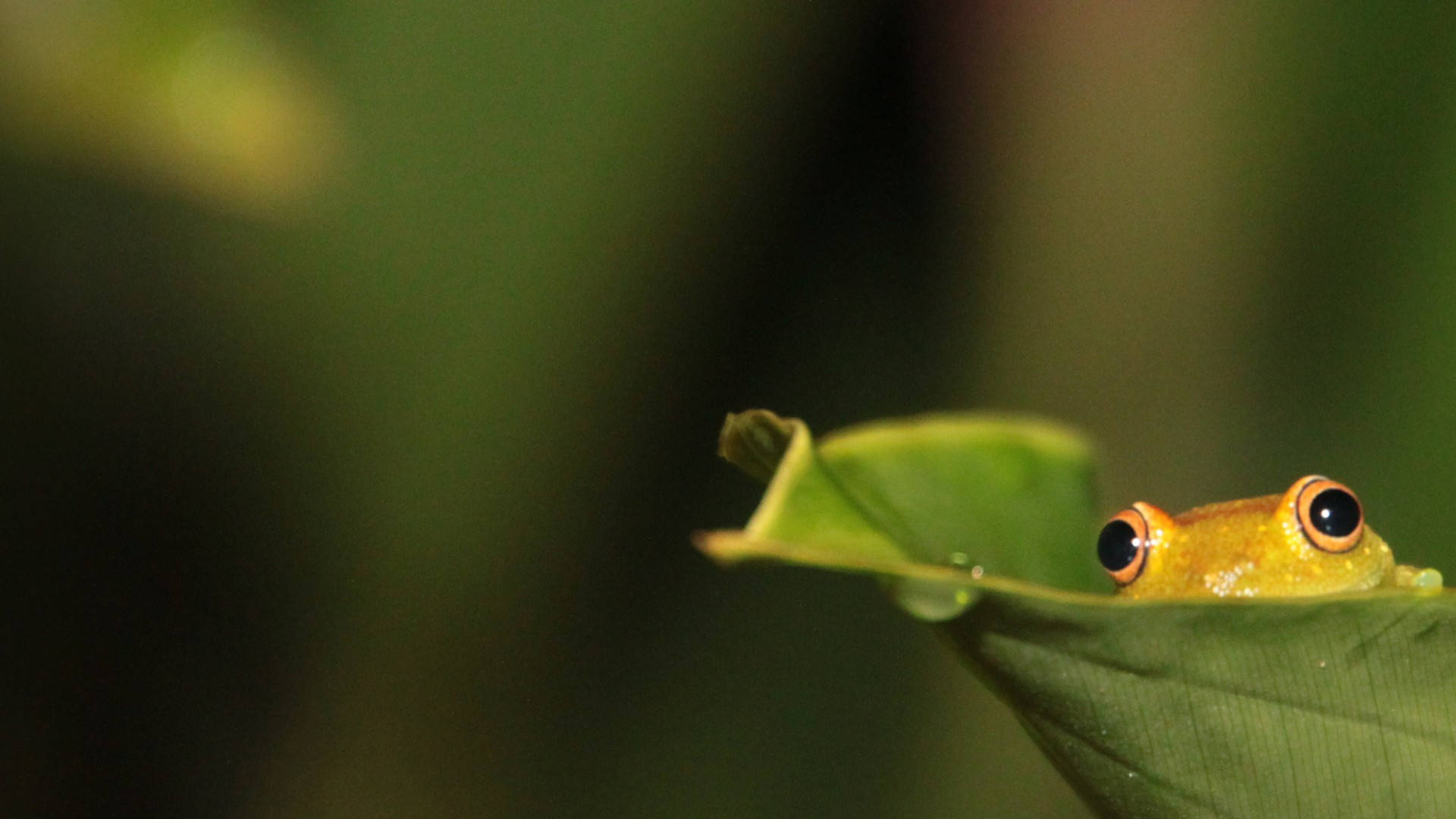 Cute Frog Hiding Inside A Leaf Background