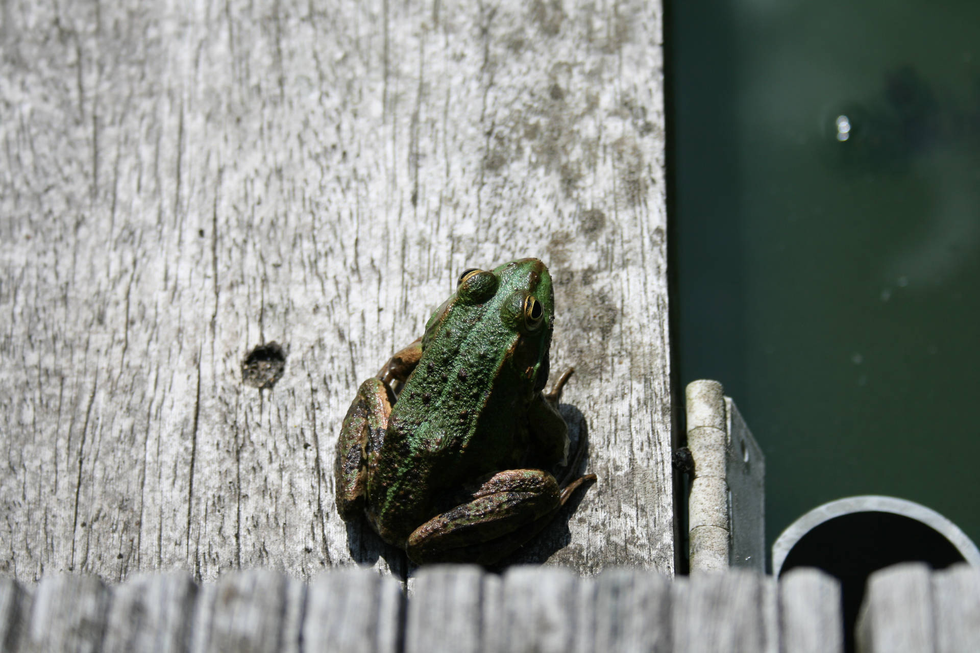 Cute Frog On Grey Wood Background