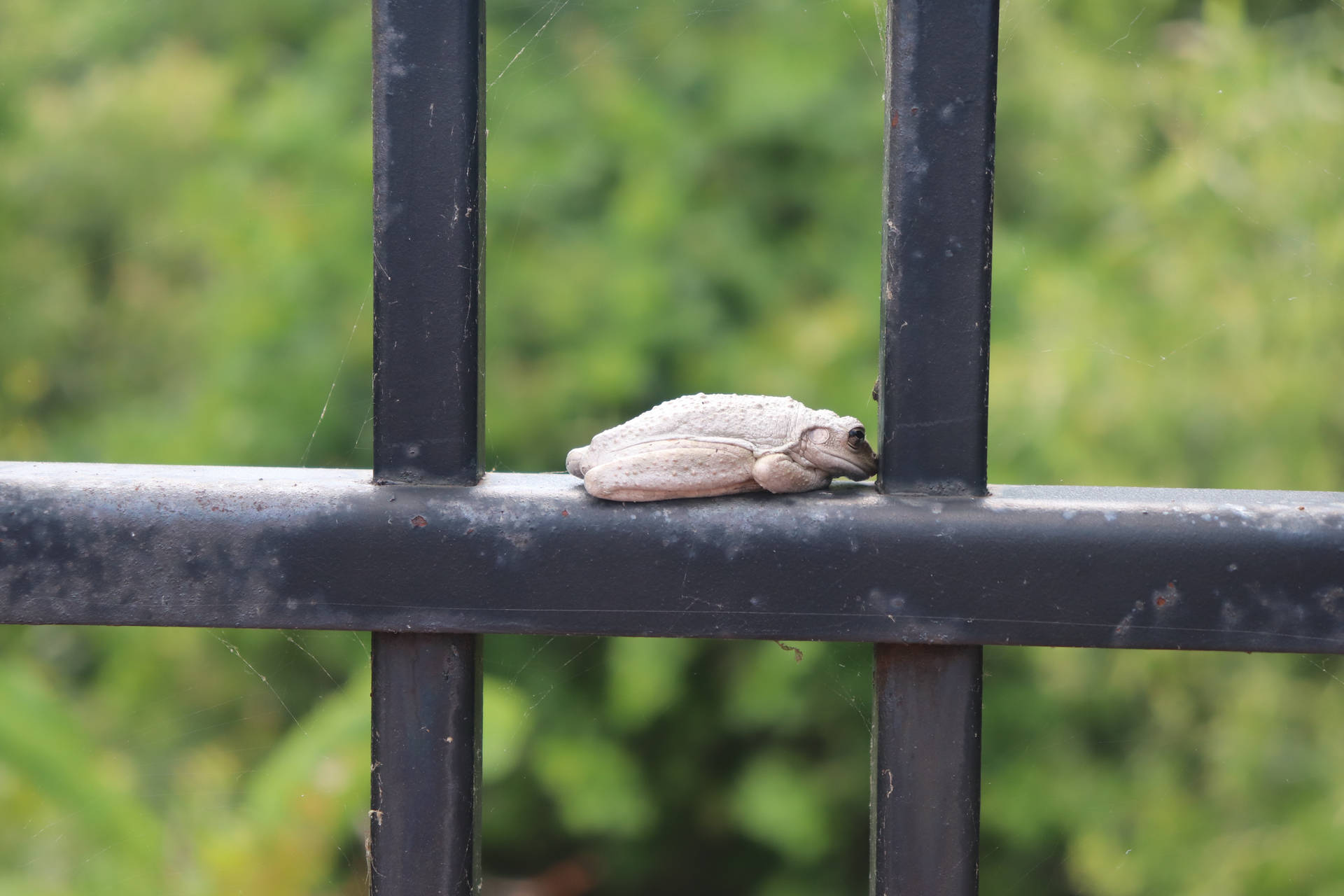 Cute Frog On Metal Grills Background