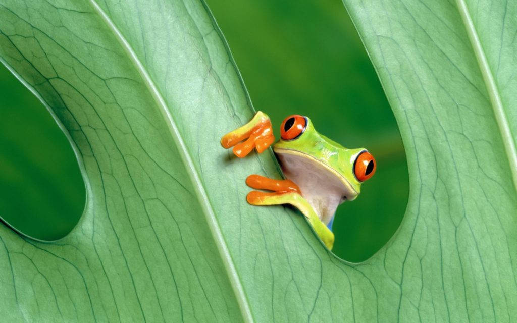 Cute Frog Peaking Behind Leaf Background