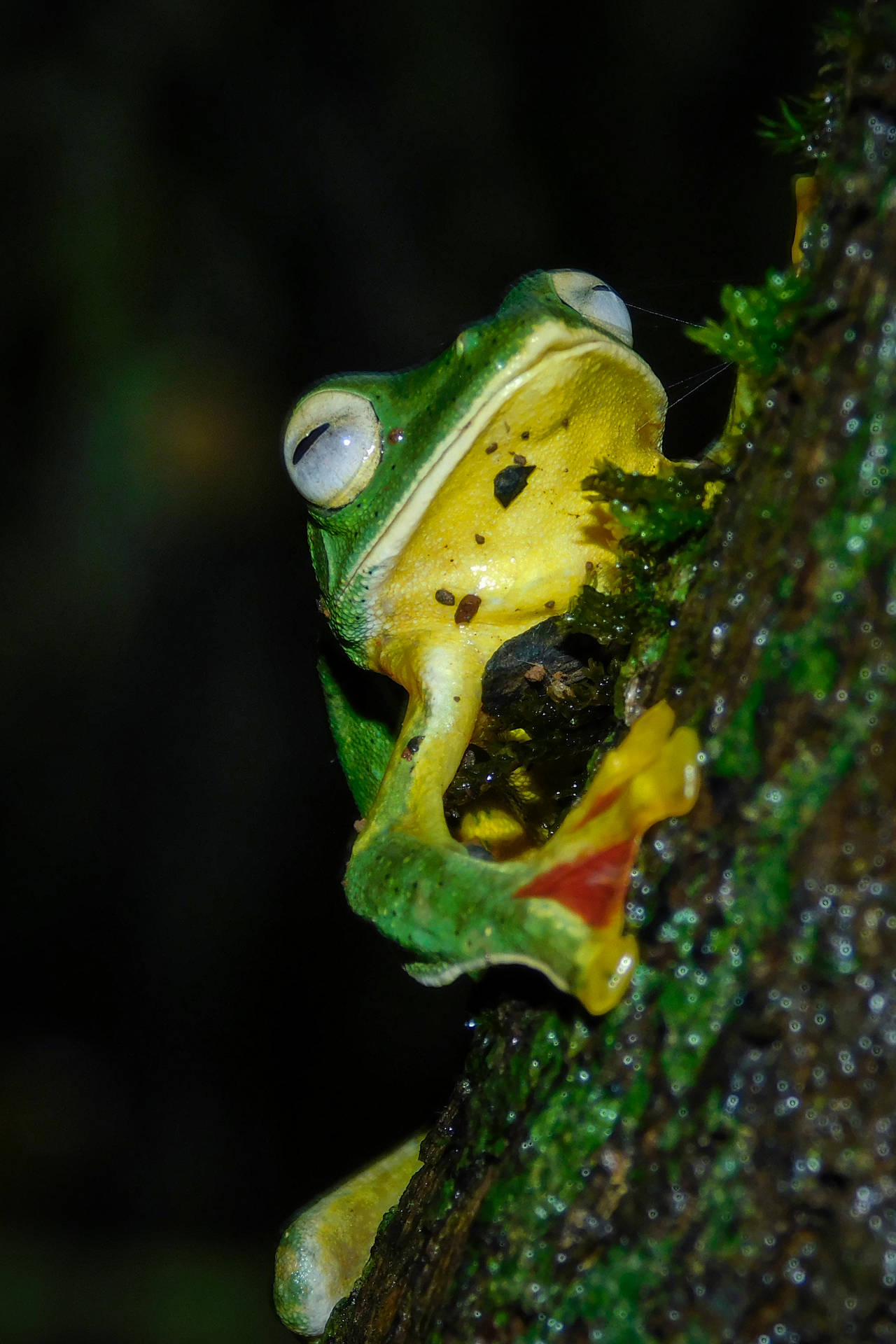 Cute Frog Sleeping On A Tree Background