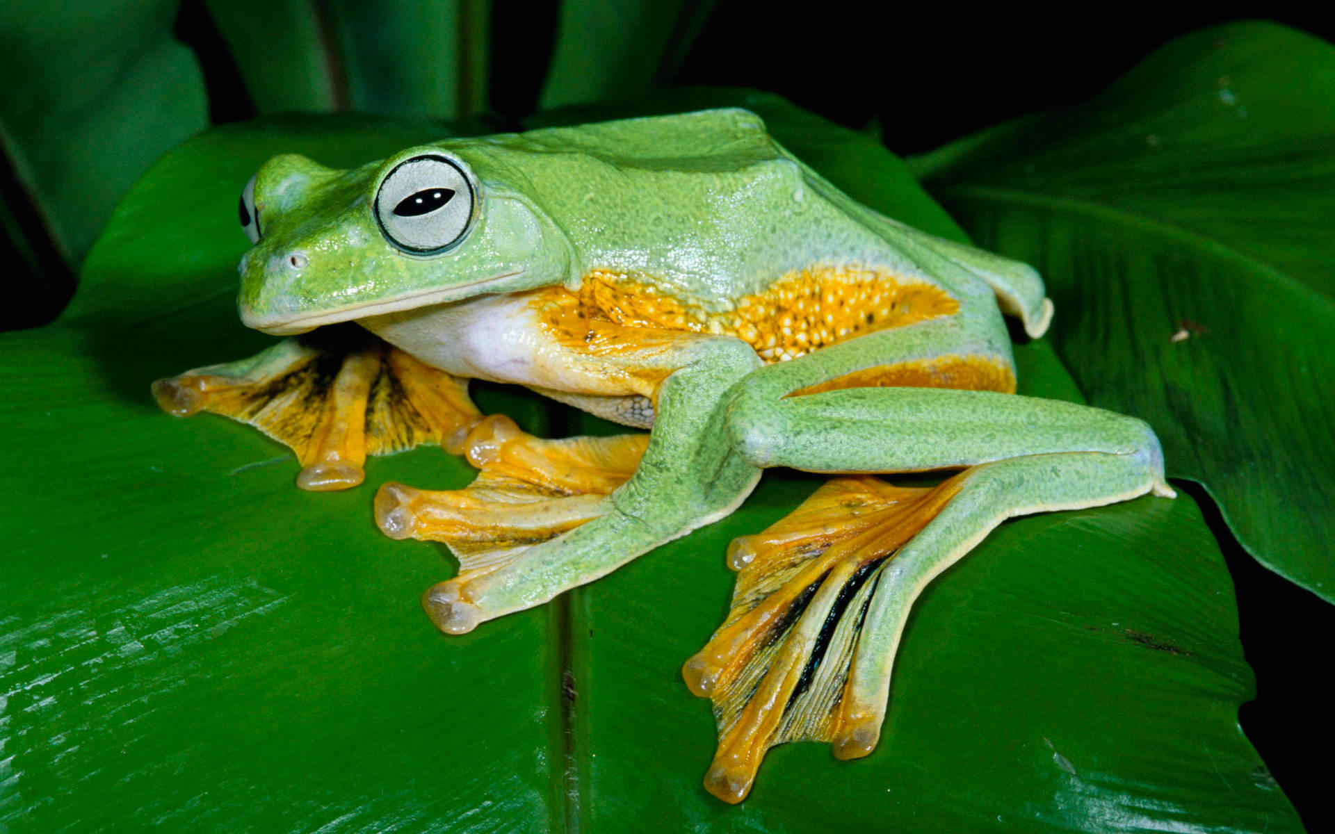 Cute Frog With Black Slit Eyes Background